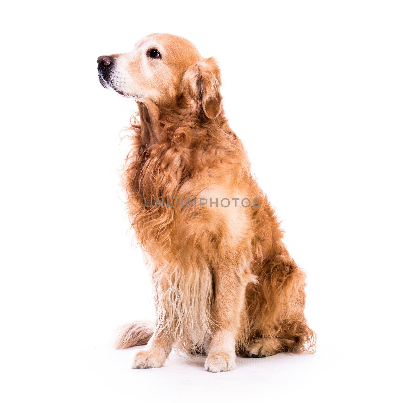 Beautiful dog golden retriever sitting down - isolated over white by tan4ikk1