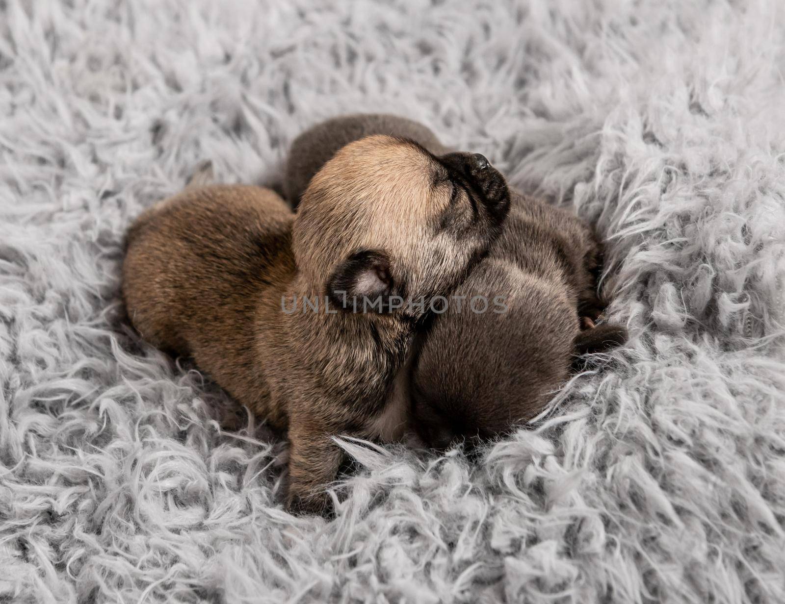 Little cute chihuahua breed puppies together on gray coverlet