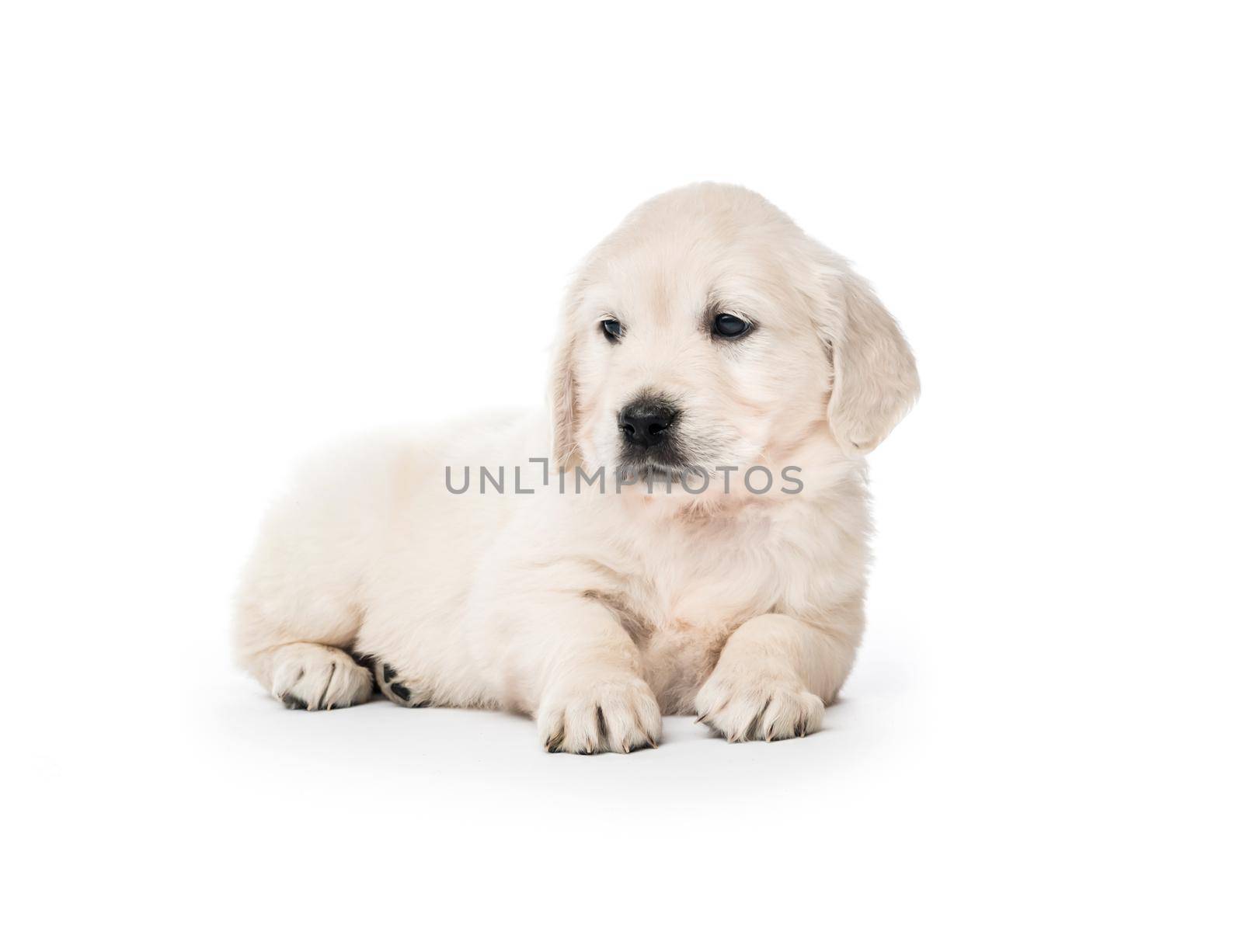 Golden retriever puppy sitting isolated by tan4ikk1
