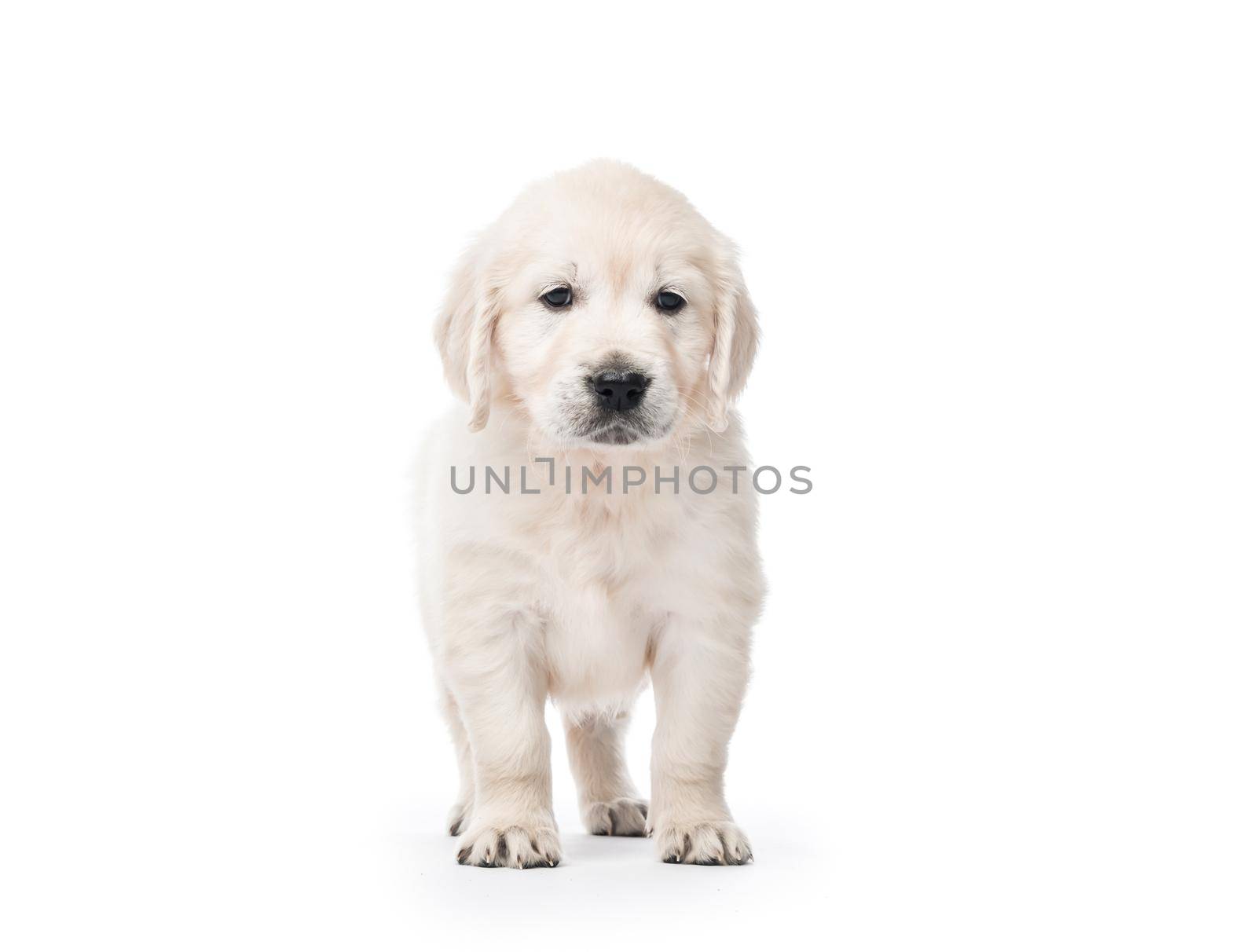 Little golden retriever puppy side view isolated on white background