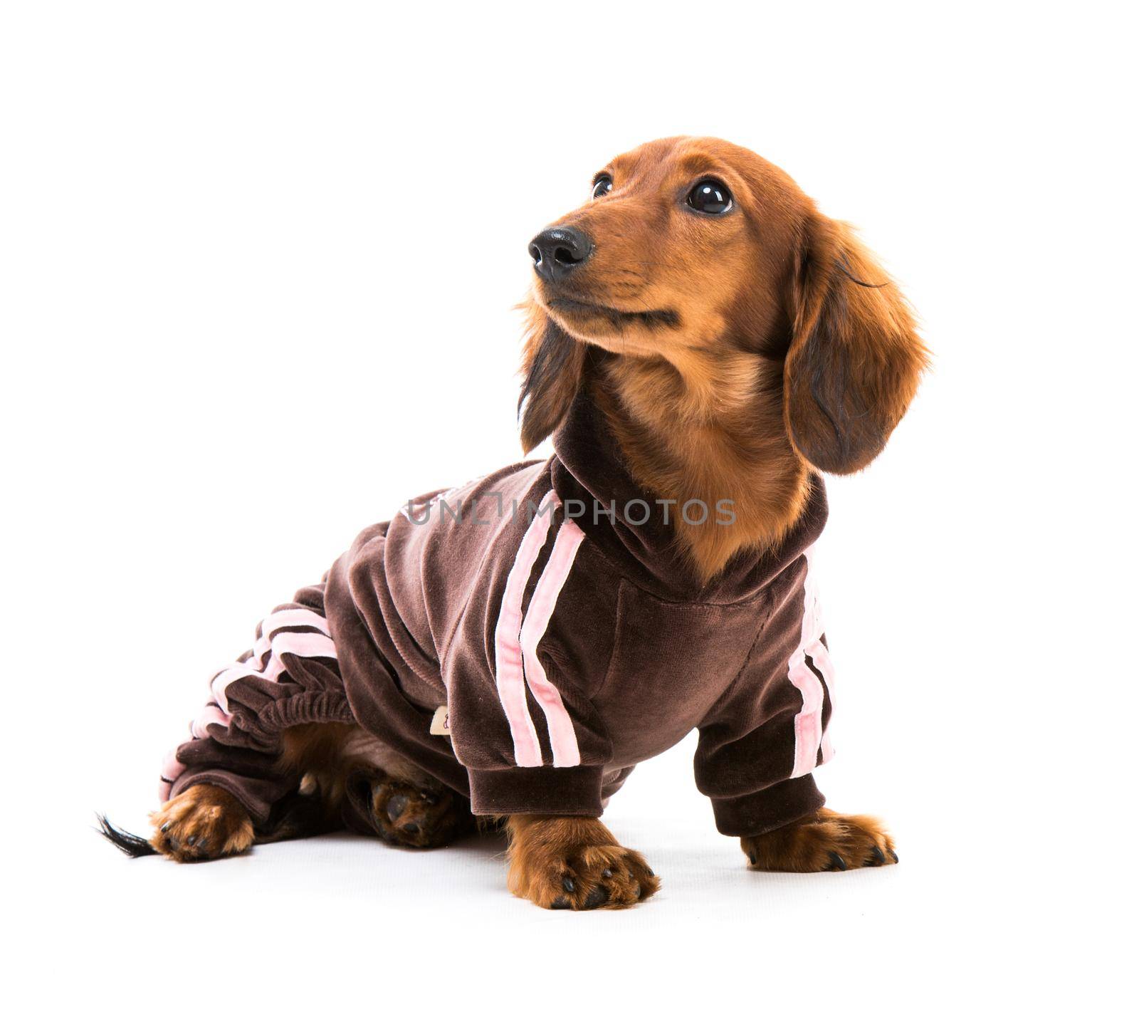 brown short hair puppy dachshund on white