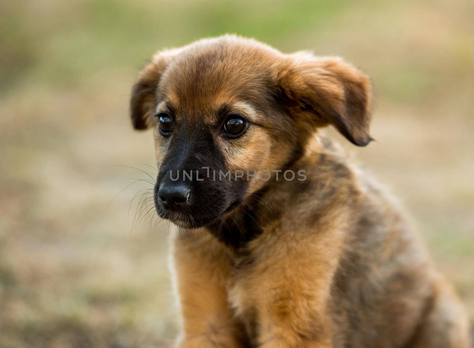 mongrel puppy sitting on grass in a summer day