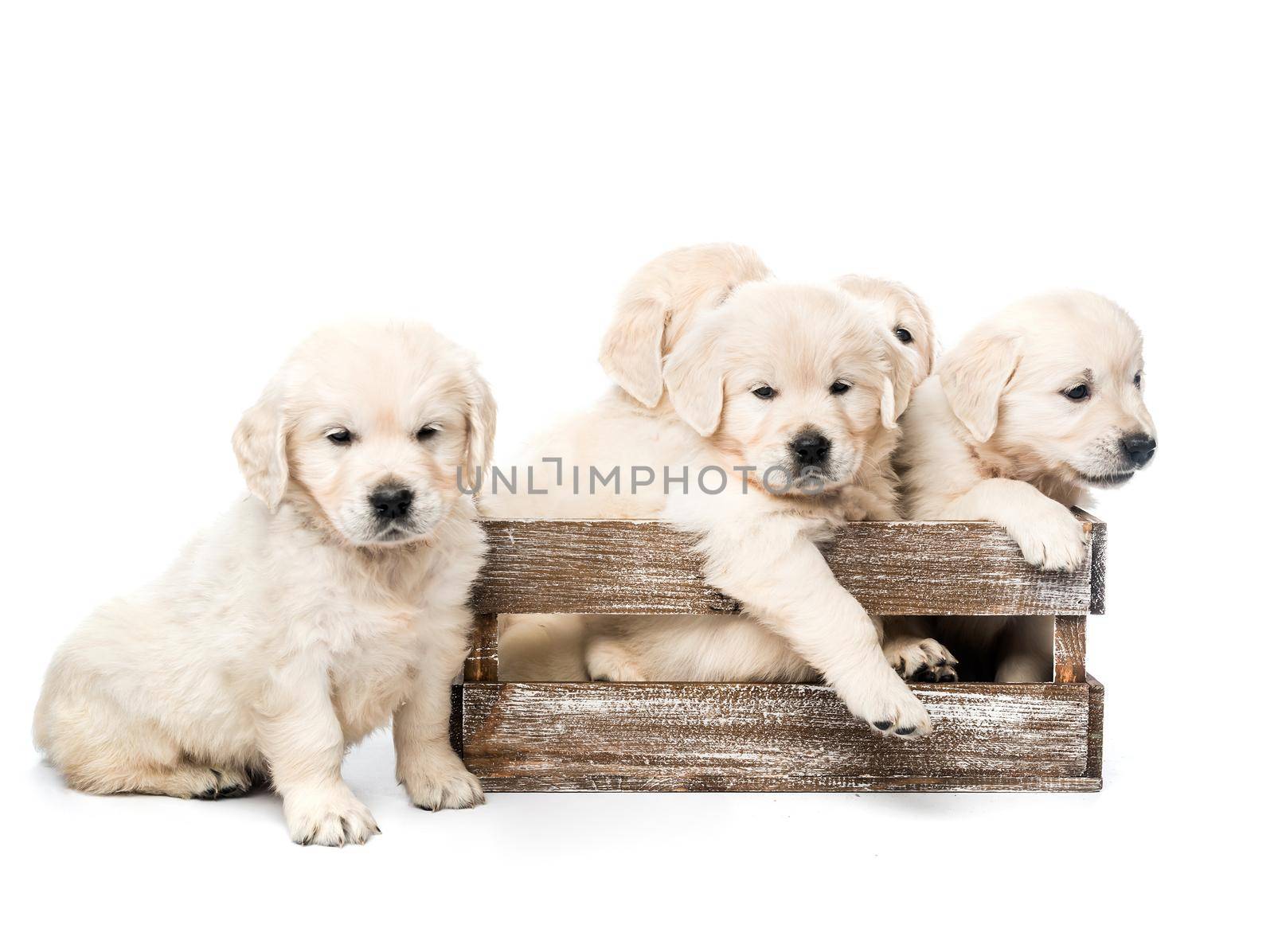 Five funny golden retriever puppies in wooden box basket together isolated on white background