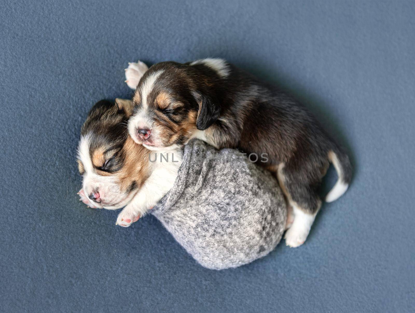 Pair of little sleeping beagle puppies, laying on blue carpet