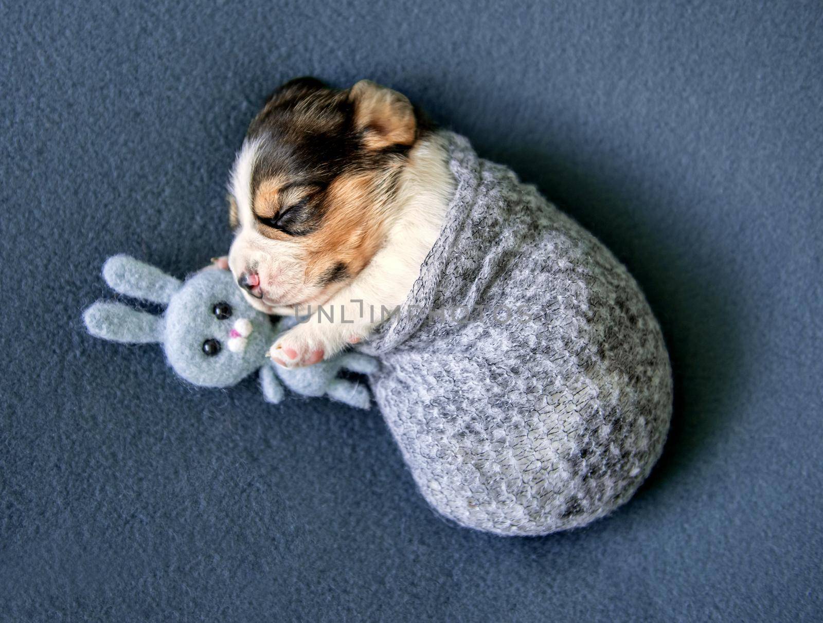 Little cute beagle puppy by tan4ikk1