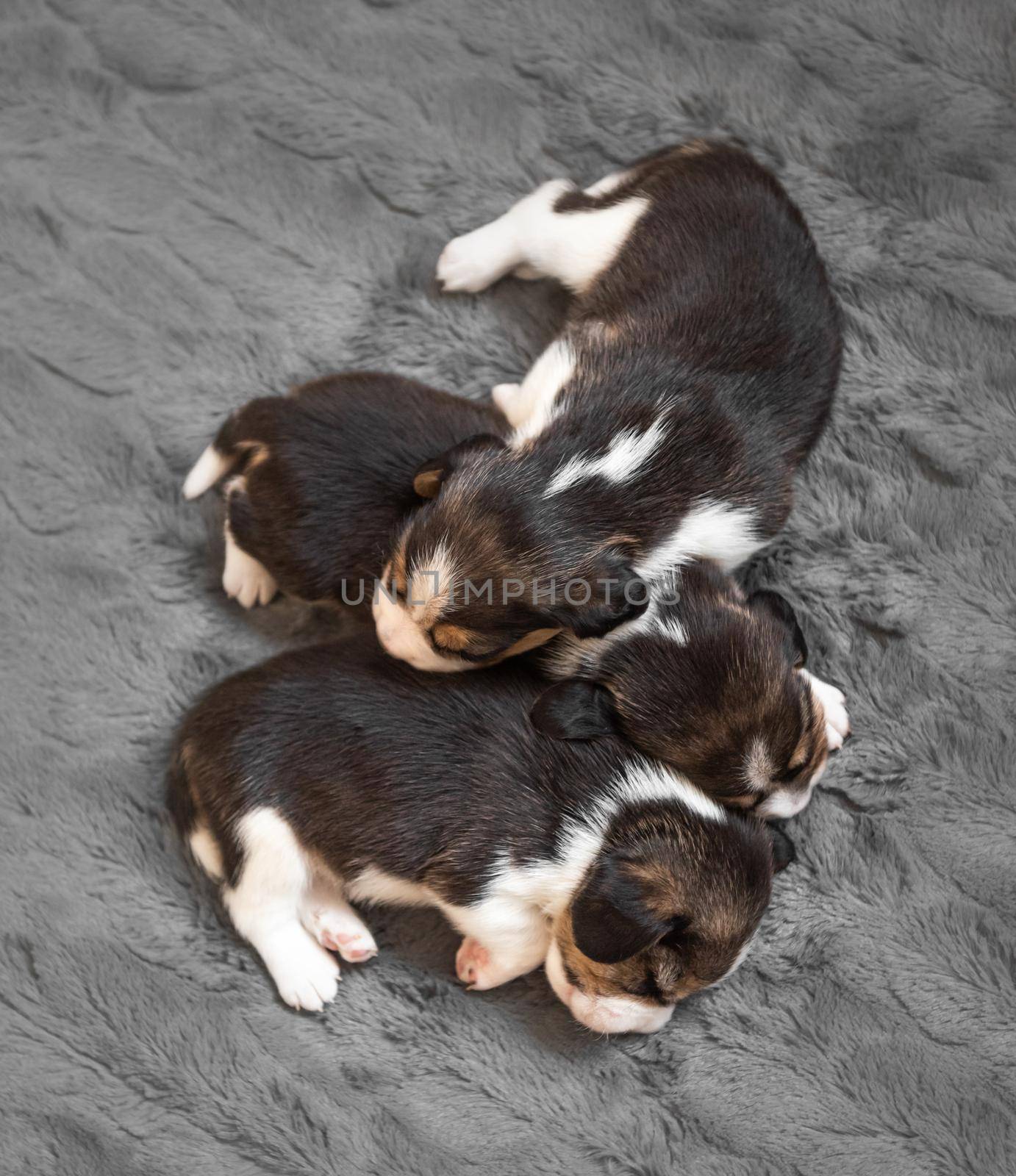 Three cute beagle puppies on carpet by tan4ikk1