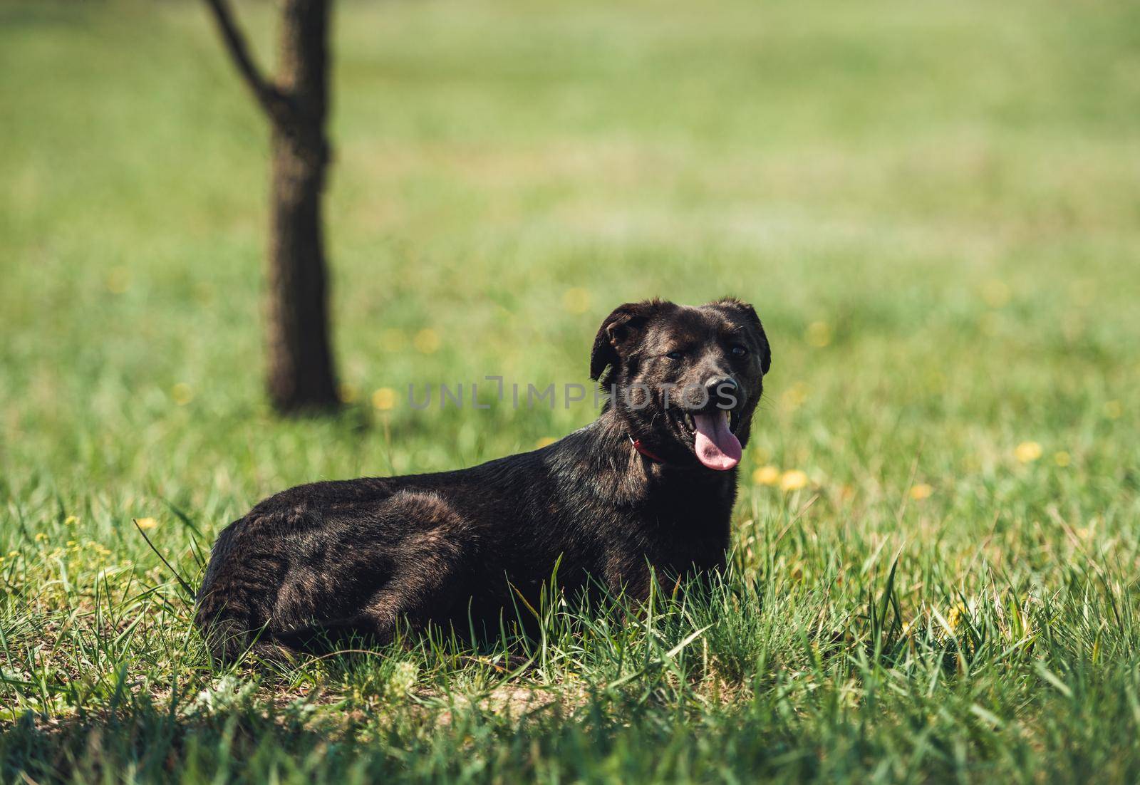 Black little dog with red collar laying on grass field
