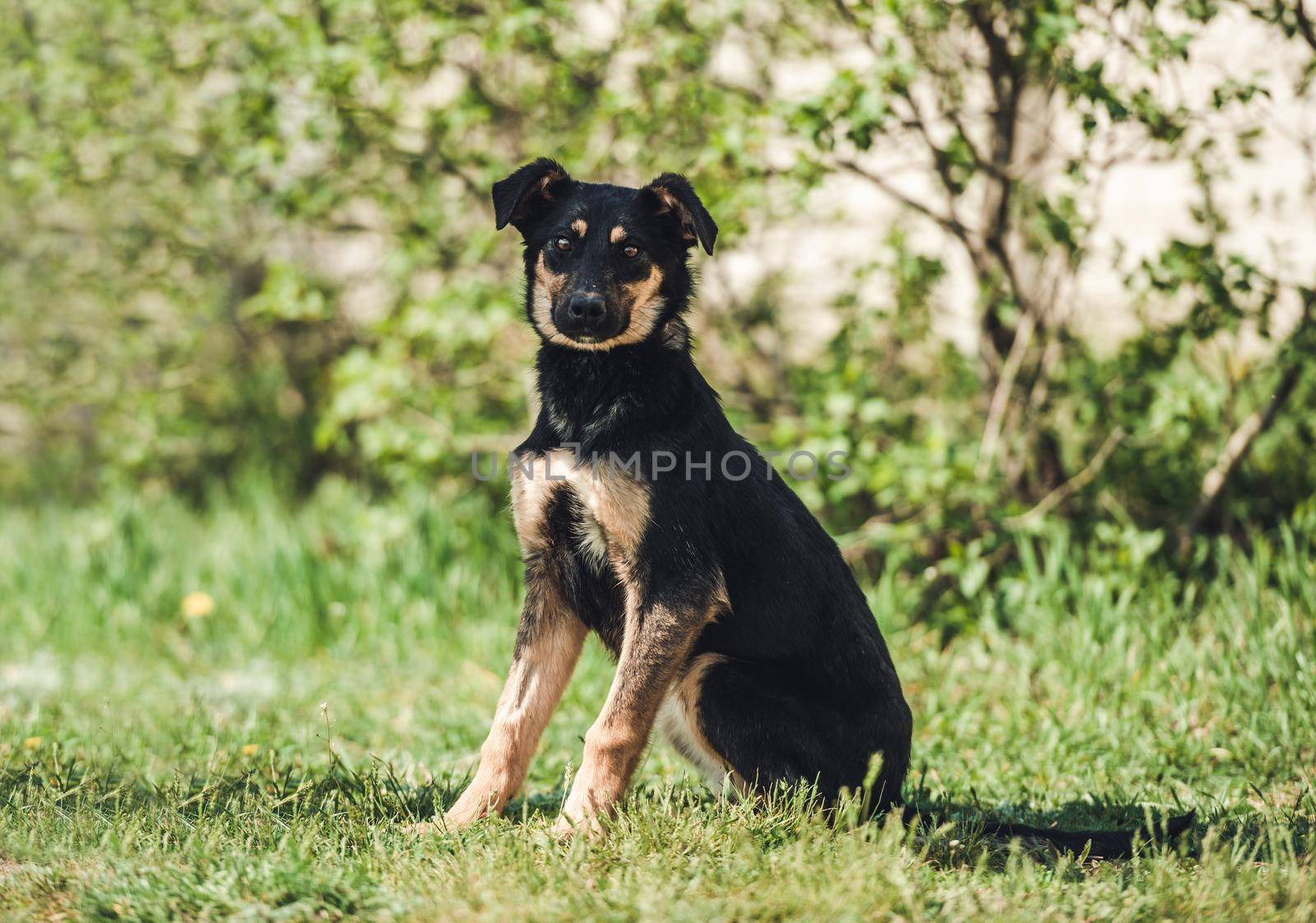 Cute black alert mongrel dog sitting alone in the grass