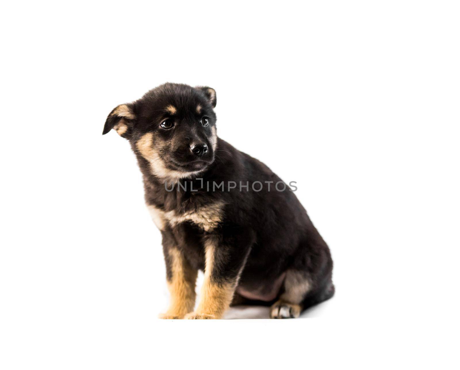 Cute german shepherd puppy isolated on white background