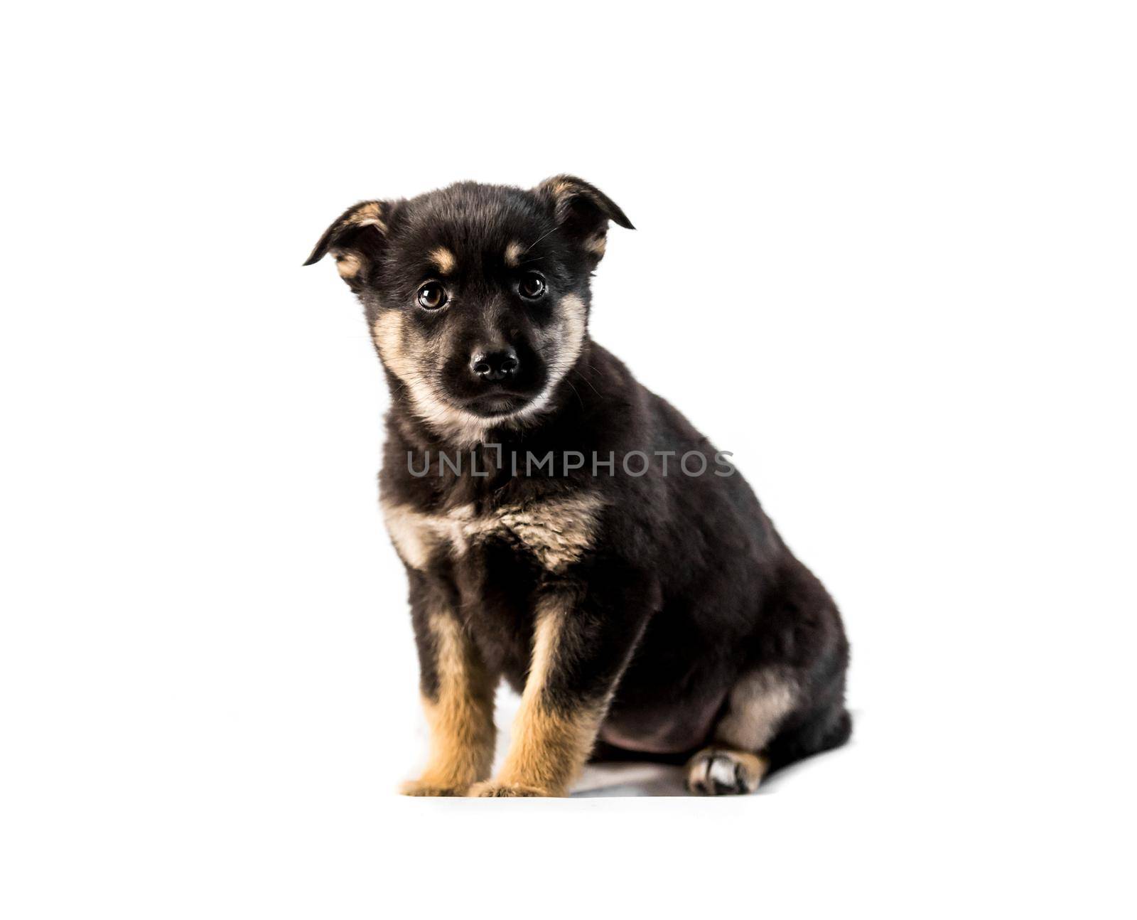 Cute german shepherd puppy isolated on white background