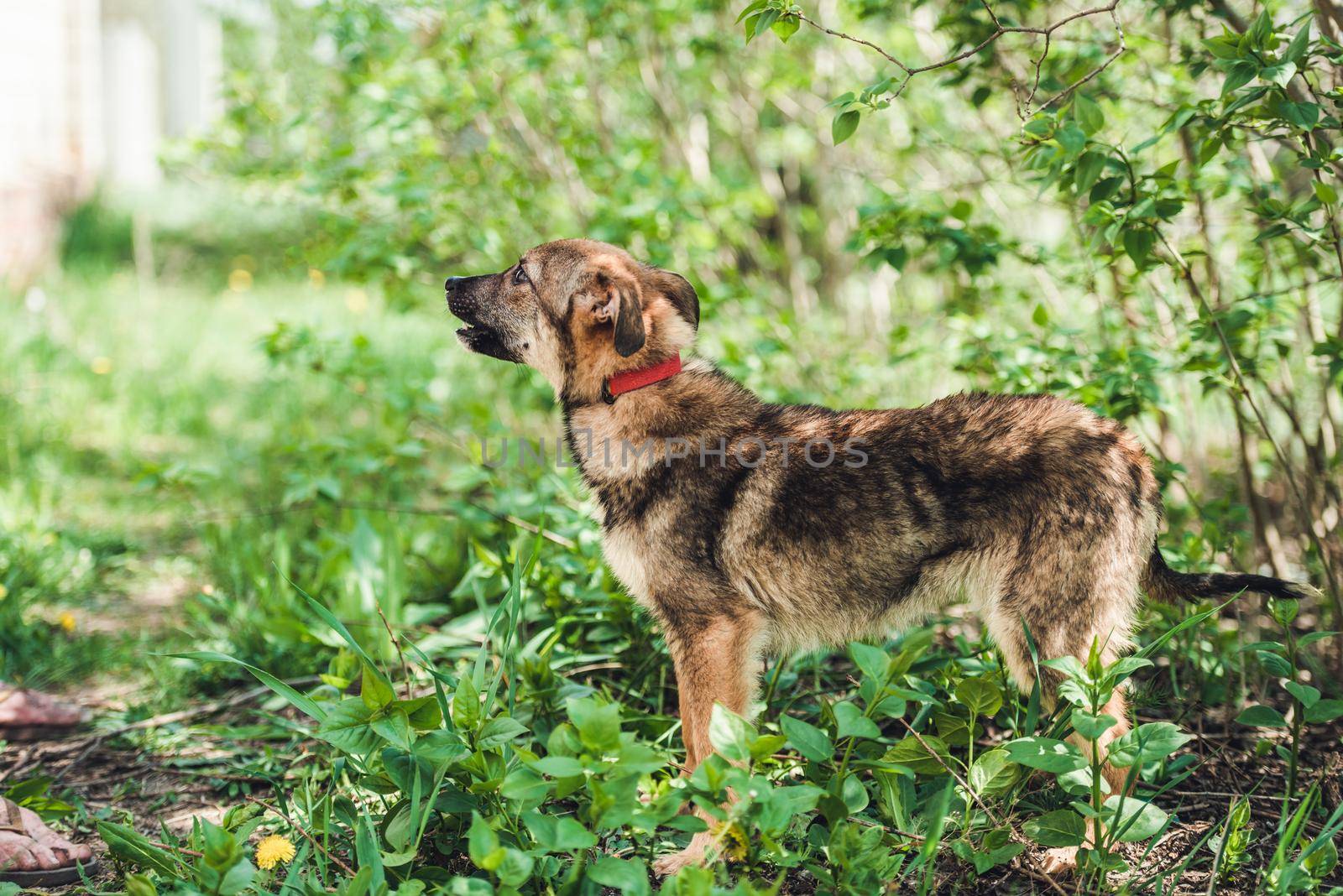 Cute black alert mongrel dog in the grass