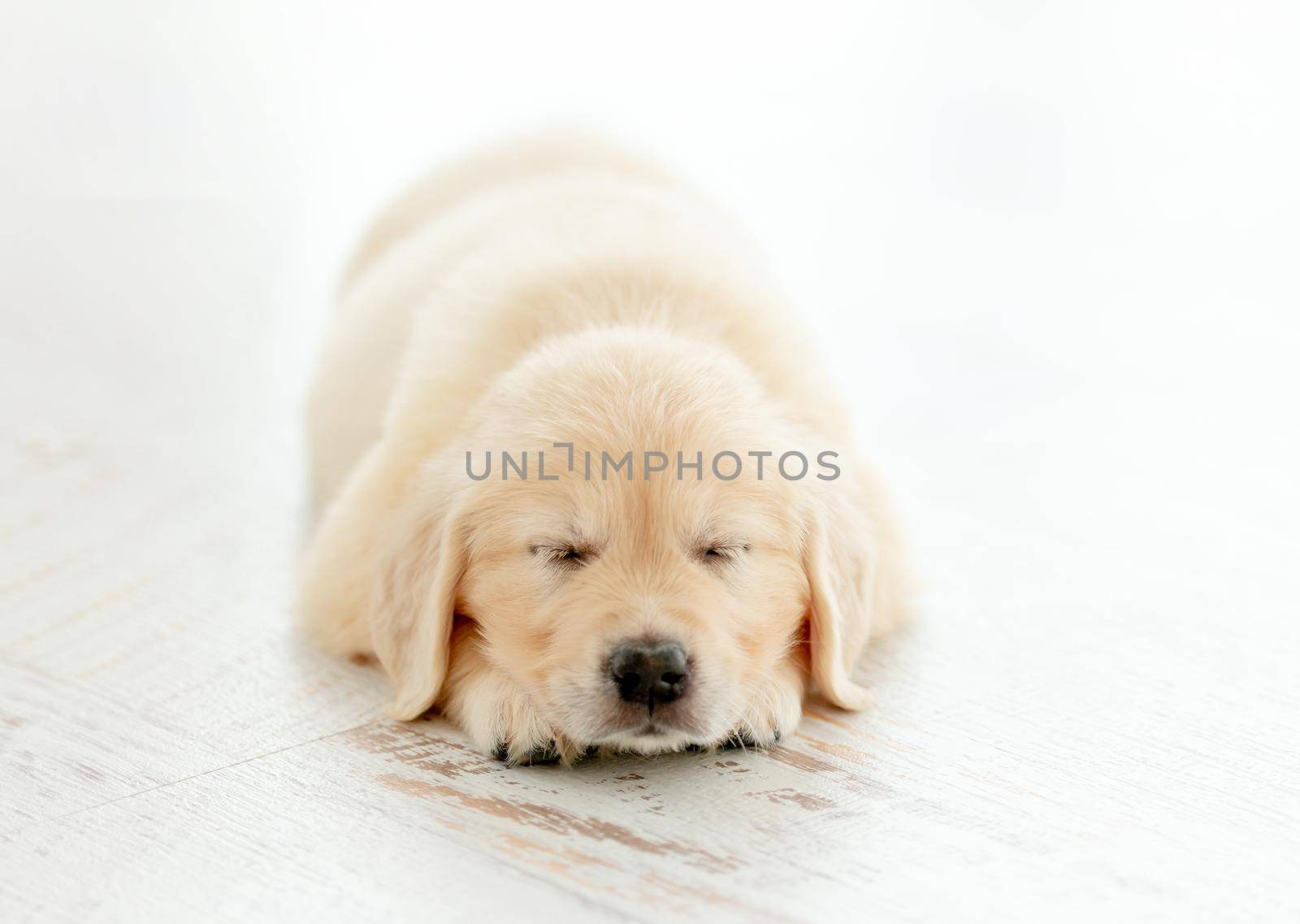 Retriever puppy sleeps and dreams calmly