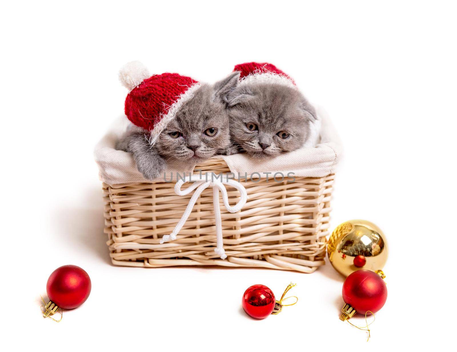 Gray scottish kittens in Santa hats lie in basket isolated on white background with Christmas decoration balls