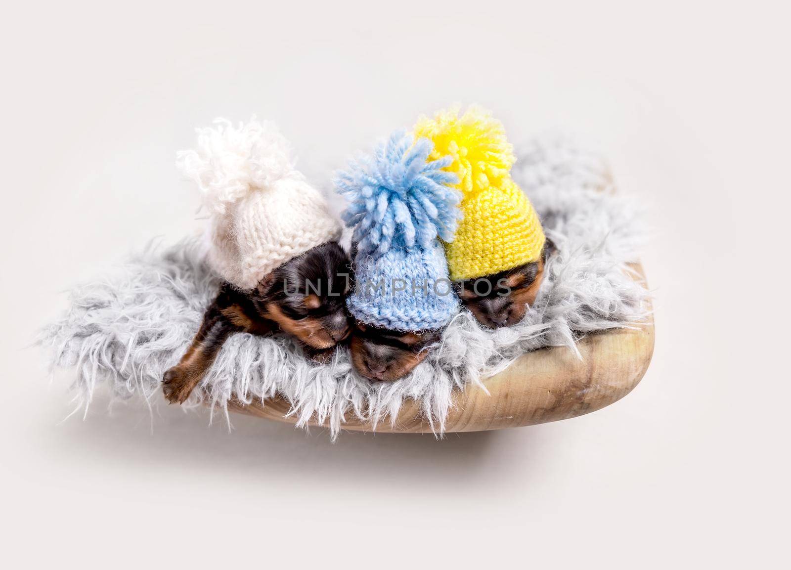 Cute york breed puppies with colorful hats sweetly sleeping on gray blanket