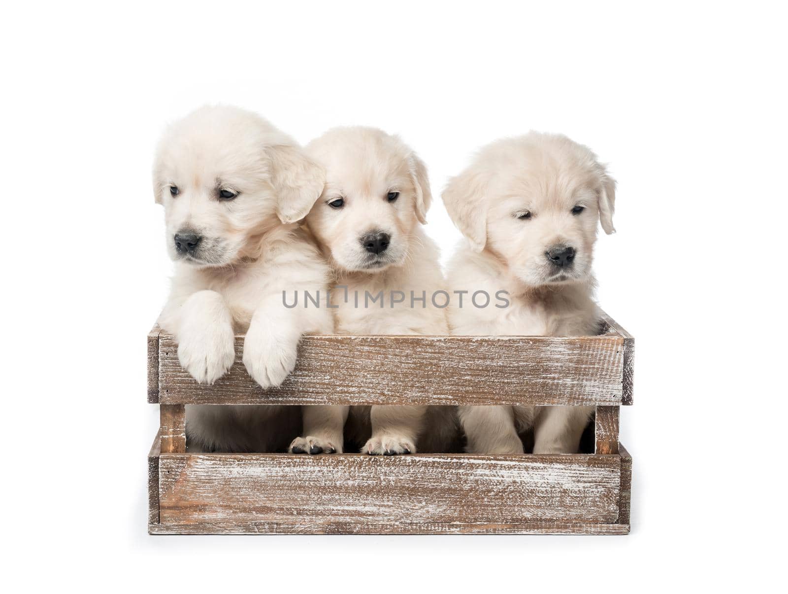 Cute three funny golden retriever puppies in basket isolated on white background