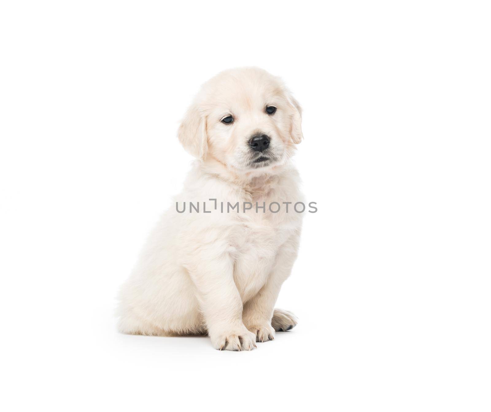 Cute little golden retriever puppy sitting isolated on white background