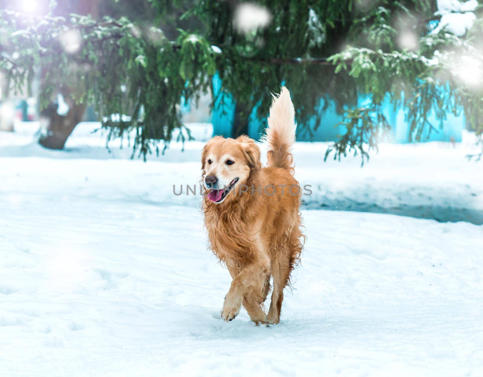 Young friendly golden retriever walk at the snow in winter park