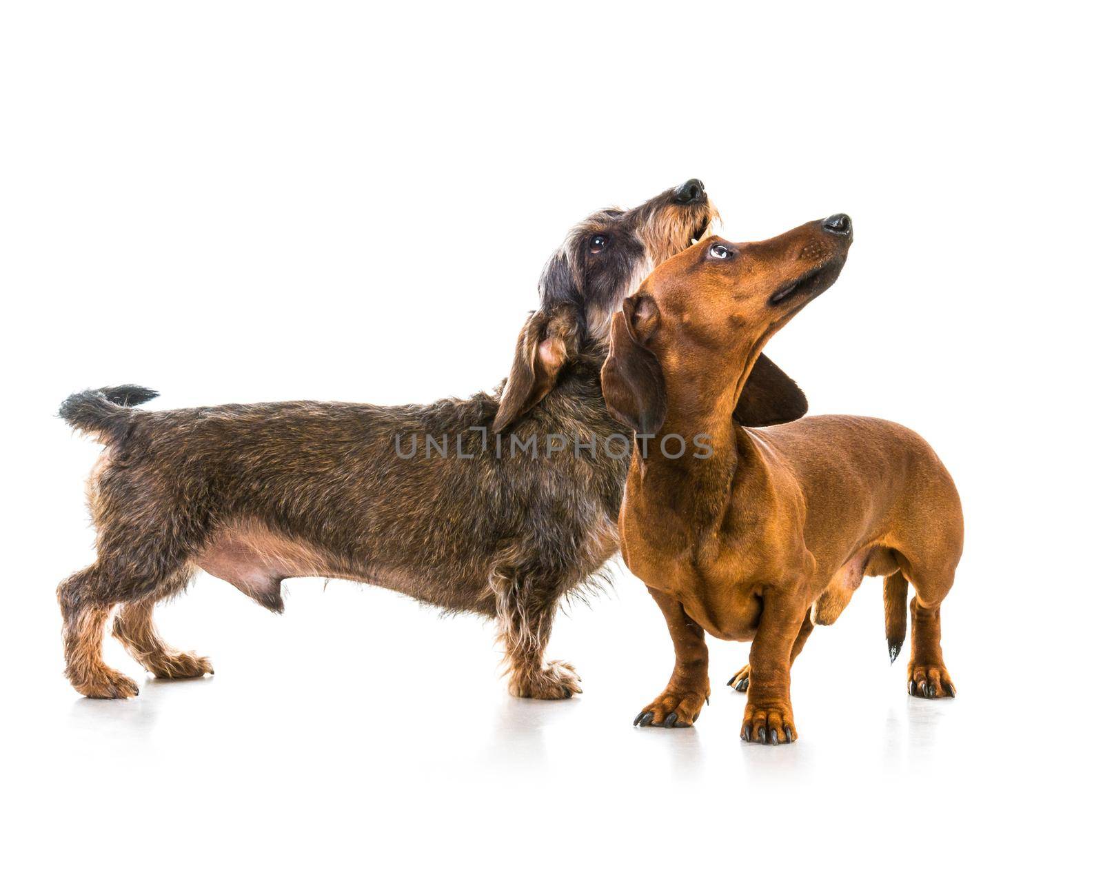 two dachshund dogs isolated on white