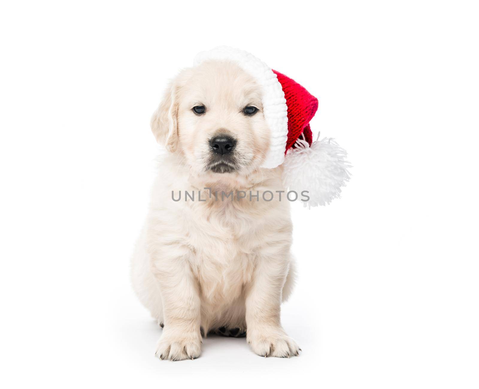 Cute golden retriever puppy with new year Santa hat isolated on white background