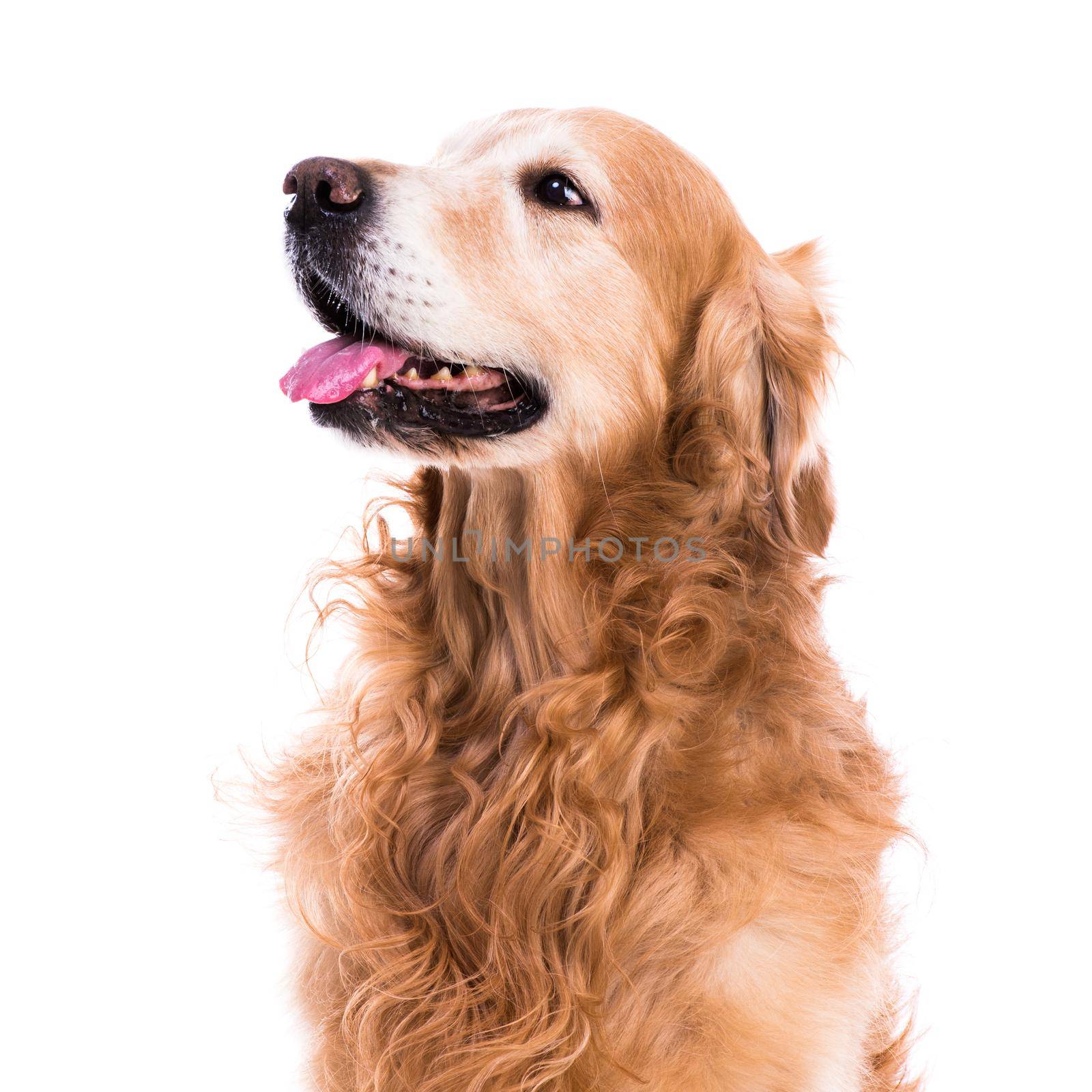 purebred golden retriever dog sitting on isolated white background