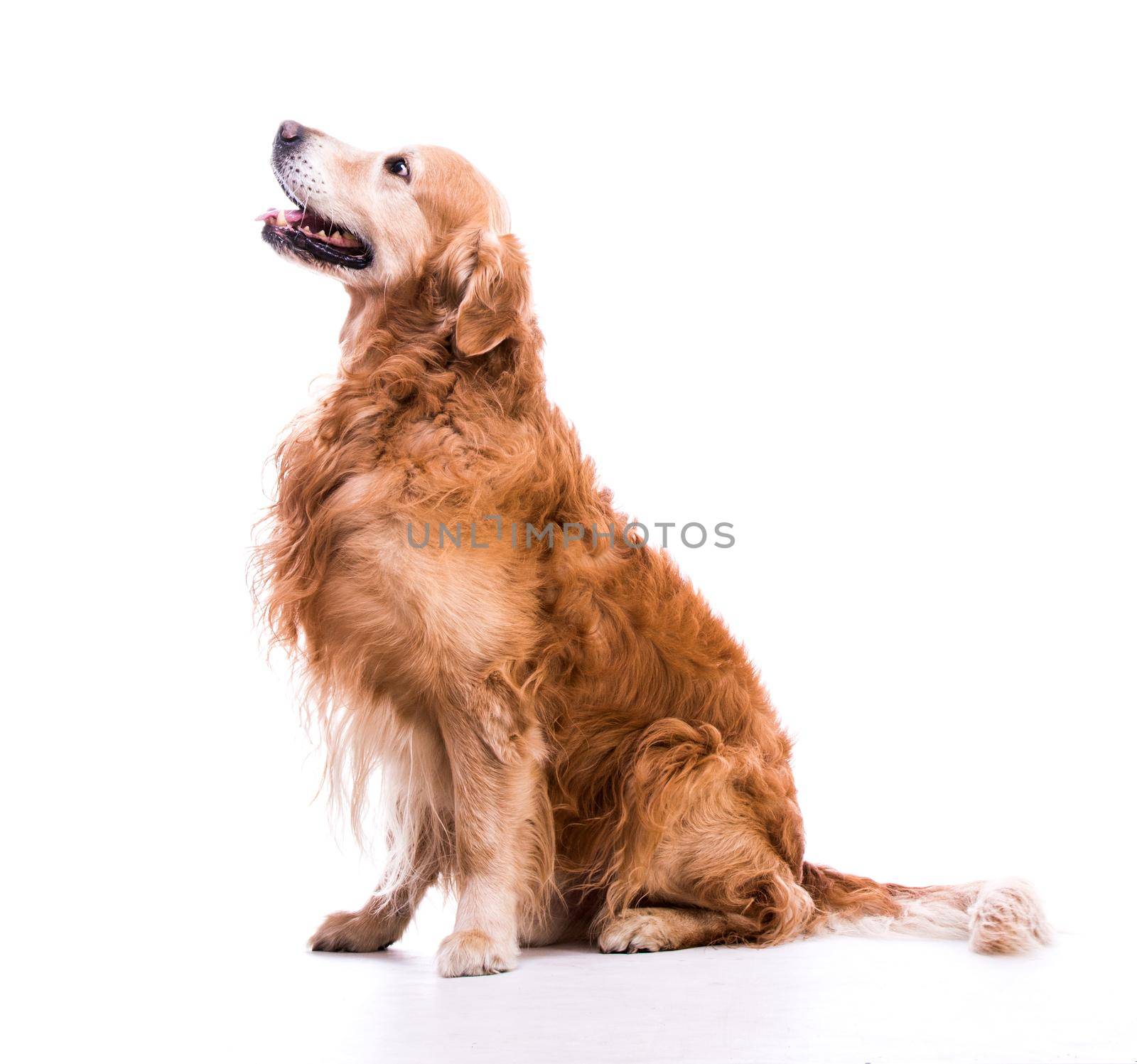 Beautiful dog sitting down - isolated over a white background