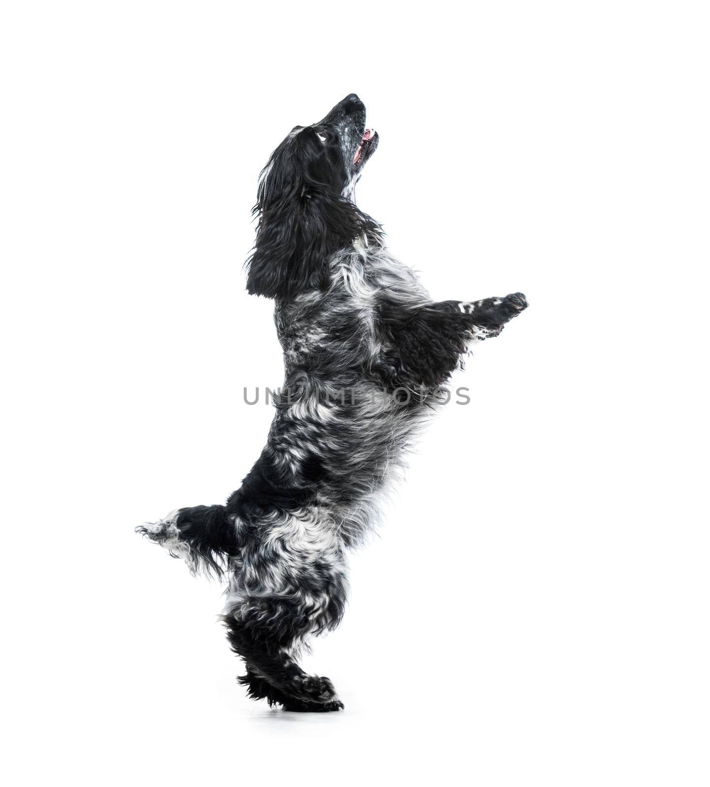 Spaniel puppy dog jump. Isolated on a white background