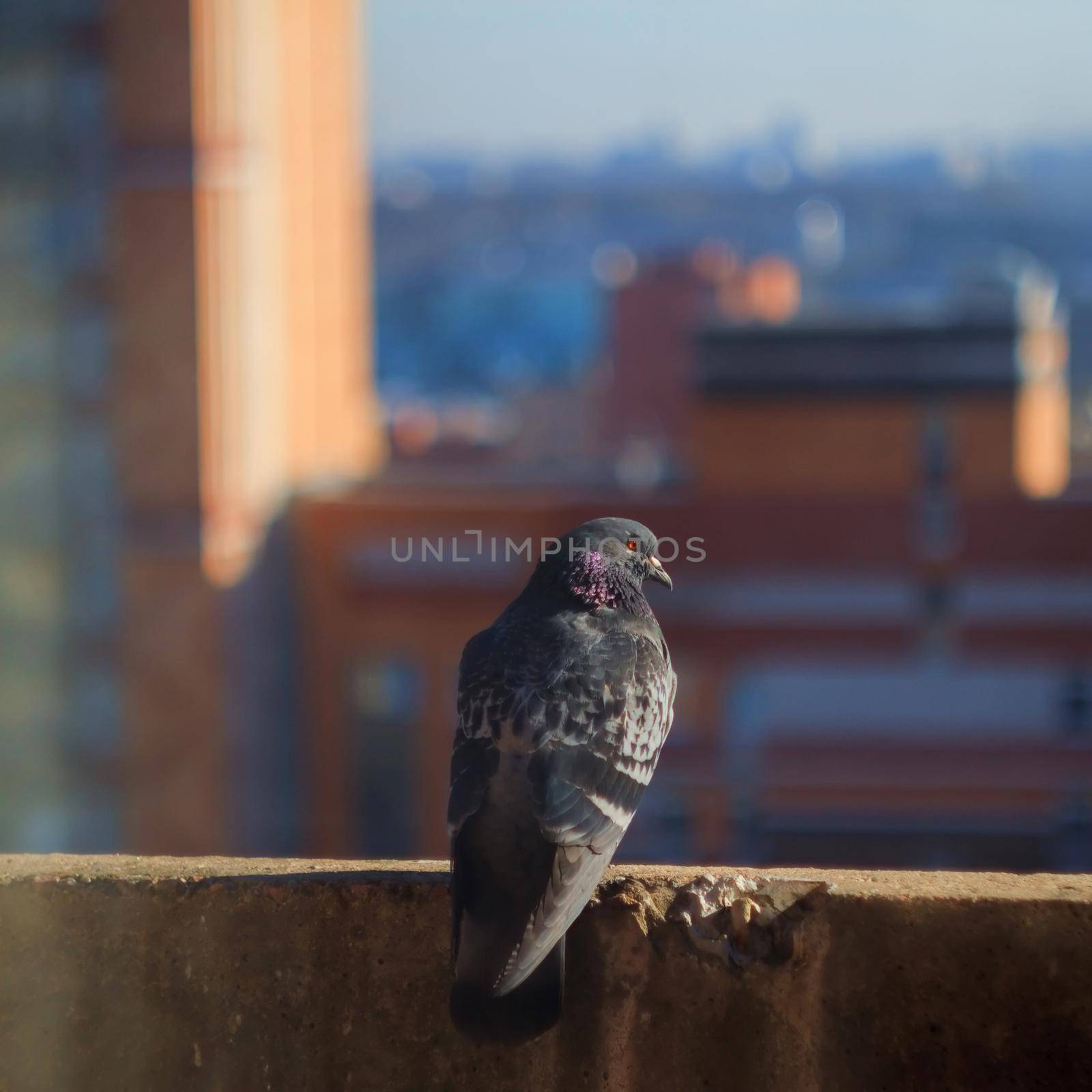Pigeon by alexAleksei