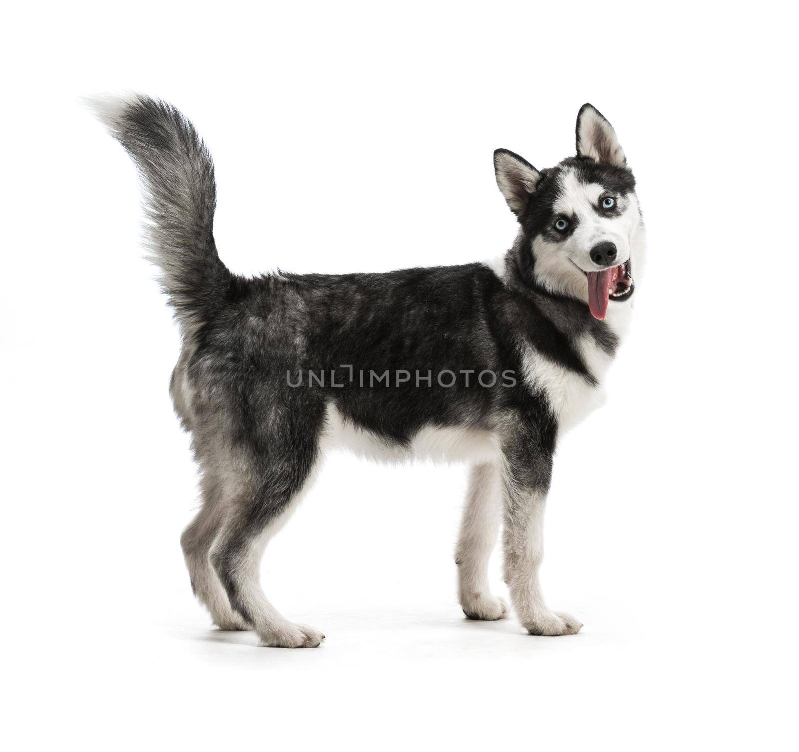 Adorable black and white with blue eyes Husky puppy. Studio shot. Isolated on white background.
