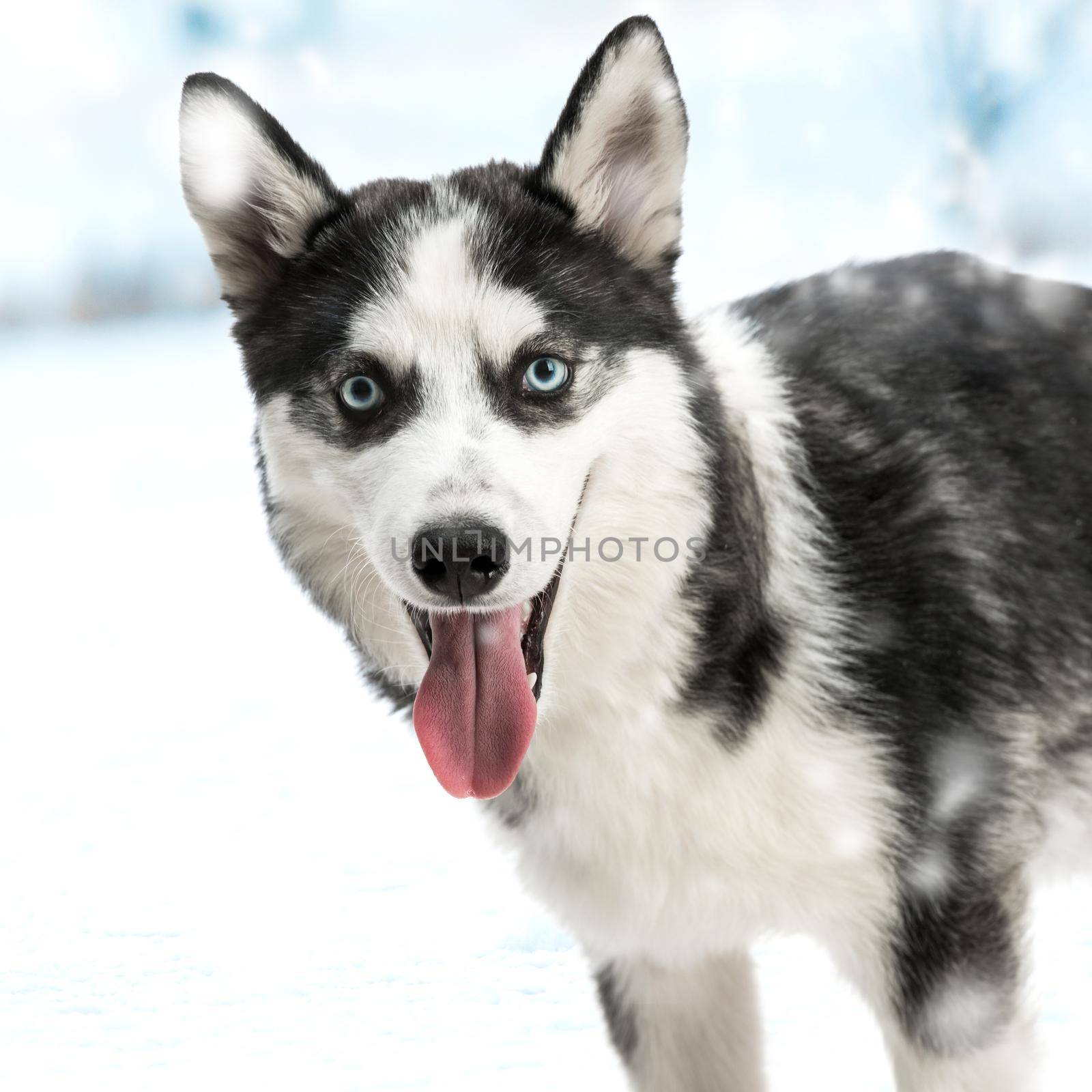 siberian husky portrait close-up. isolated on white background