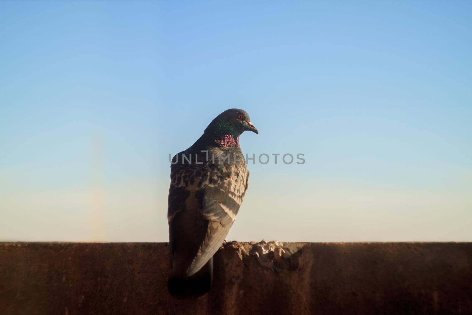 dove sits on a background of houses
