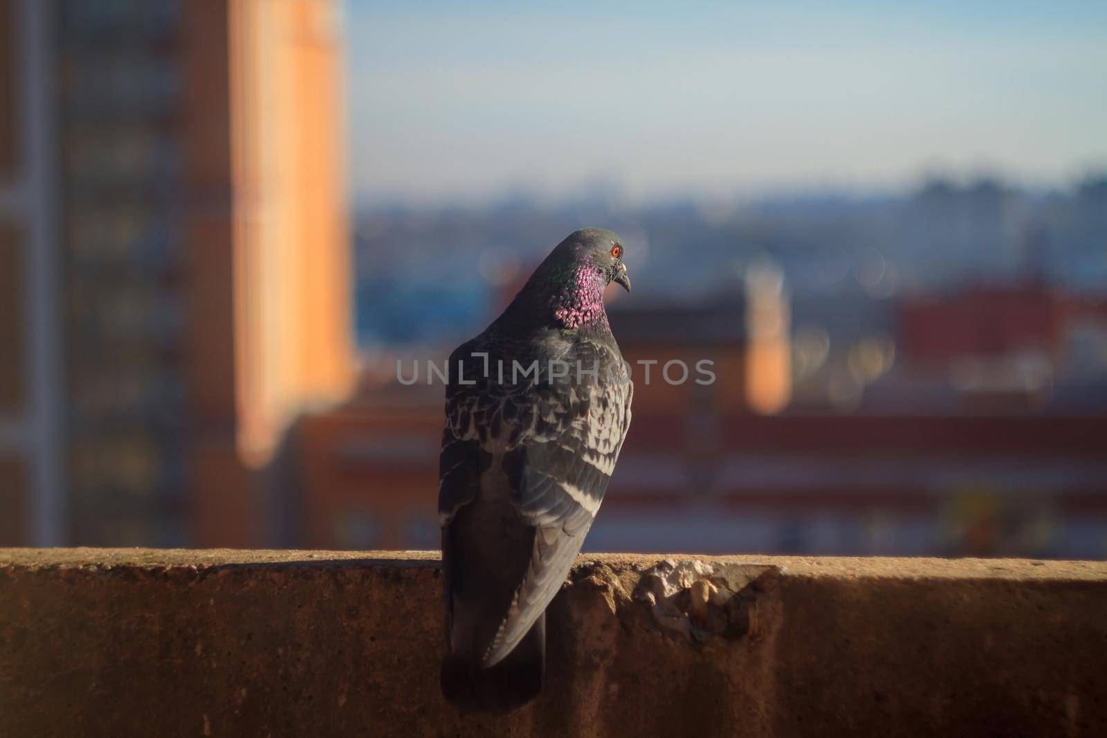 dove sits on a background of houses