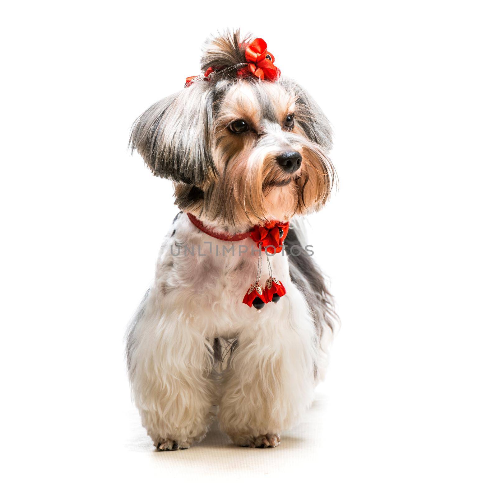 lovely male of the Yorkshire Terrier on white background