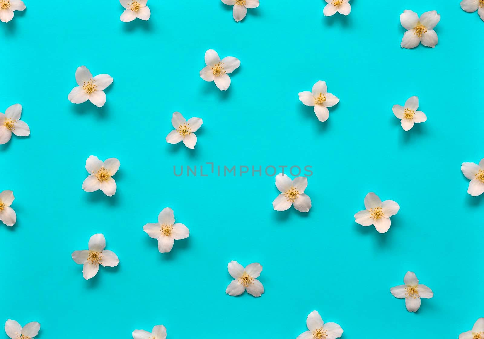 Jasmine flowers pattern top view, flat lay. Floral pattern on bright turquoise background