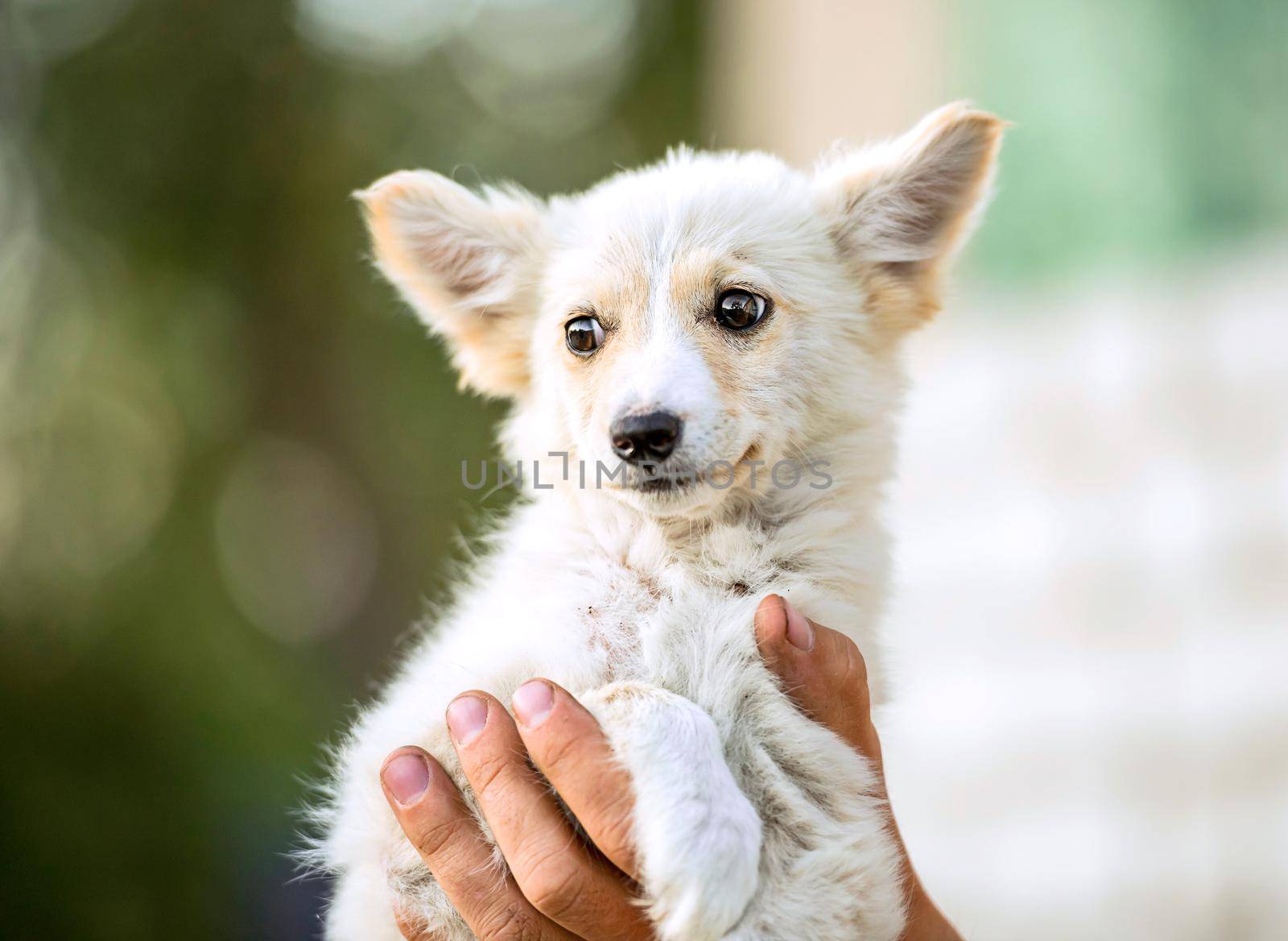 mongrel puppy is sitting on the hands of his owner