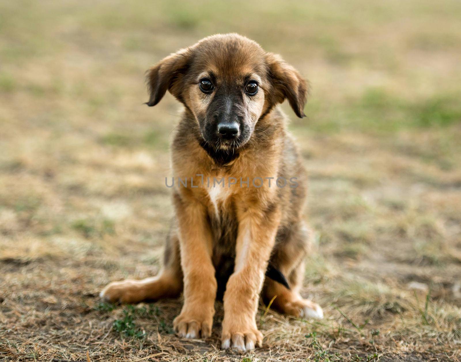 mongrel puppy sitting on grass by tan4ikk1