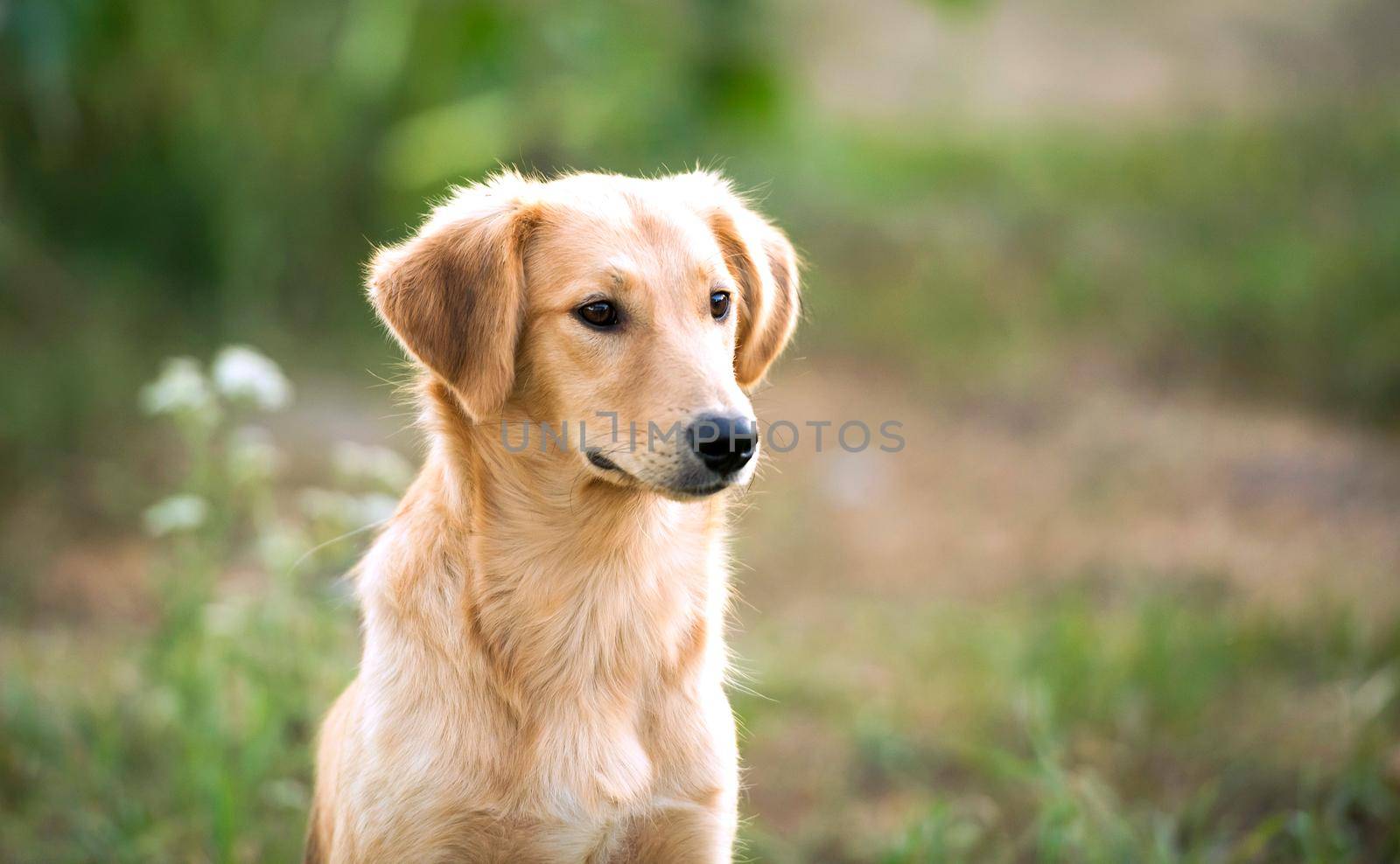 portrait of a mongrel dog close-up