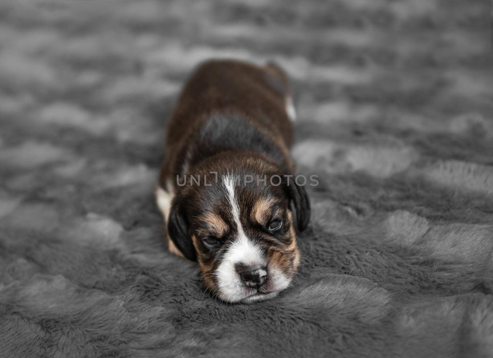 Cute newborn beagle puppy sleeping on grey veil, close-up