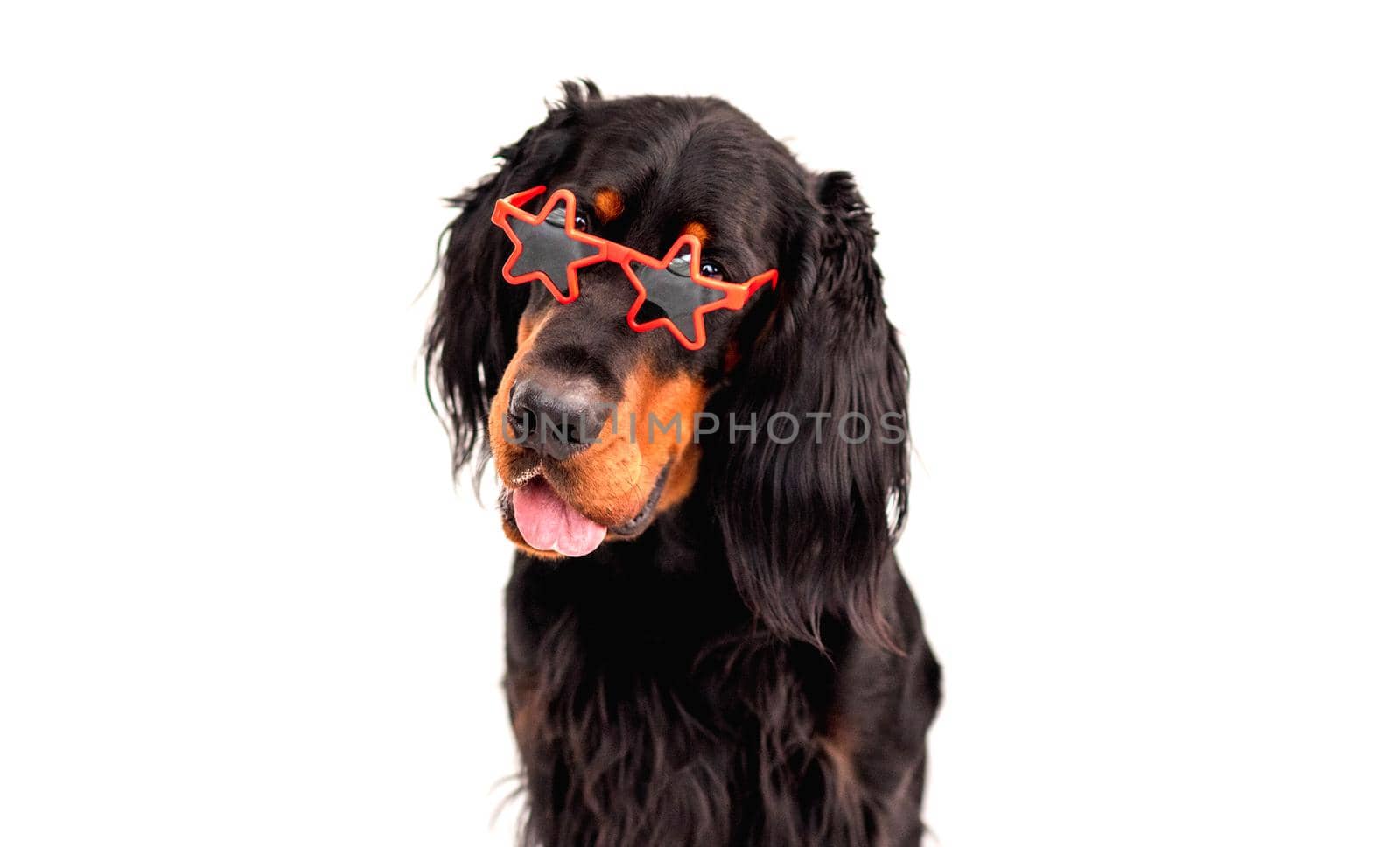 Scottish setter dog wearing red sunglasses looking at camera isolated on white background. Closeup doggy portrait