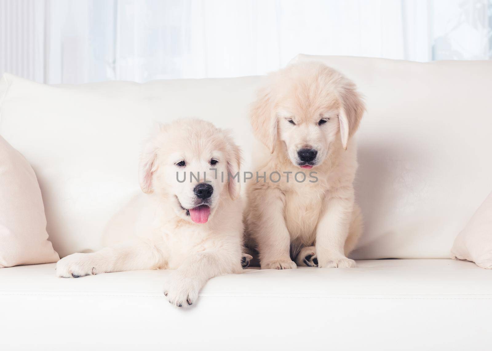 Two puppies on sofa by tan4ikk1