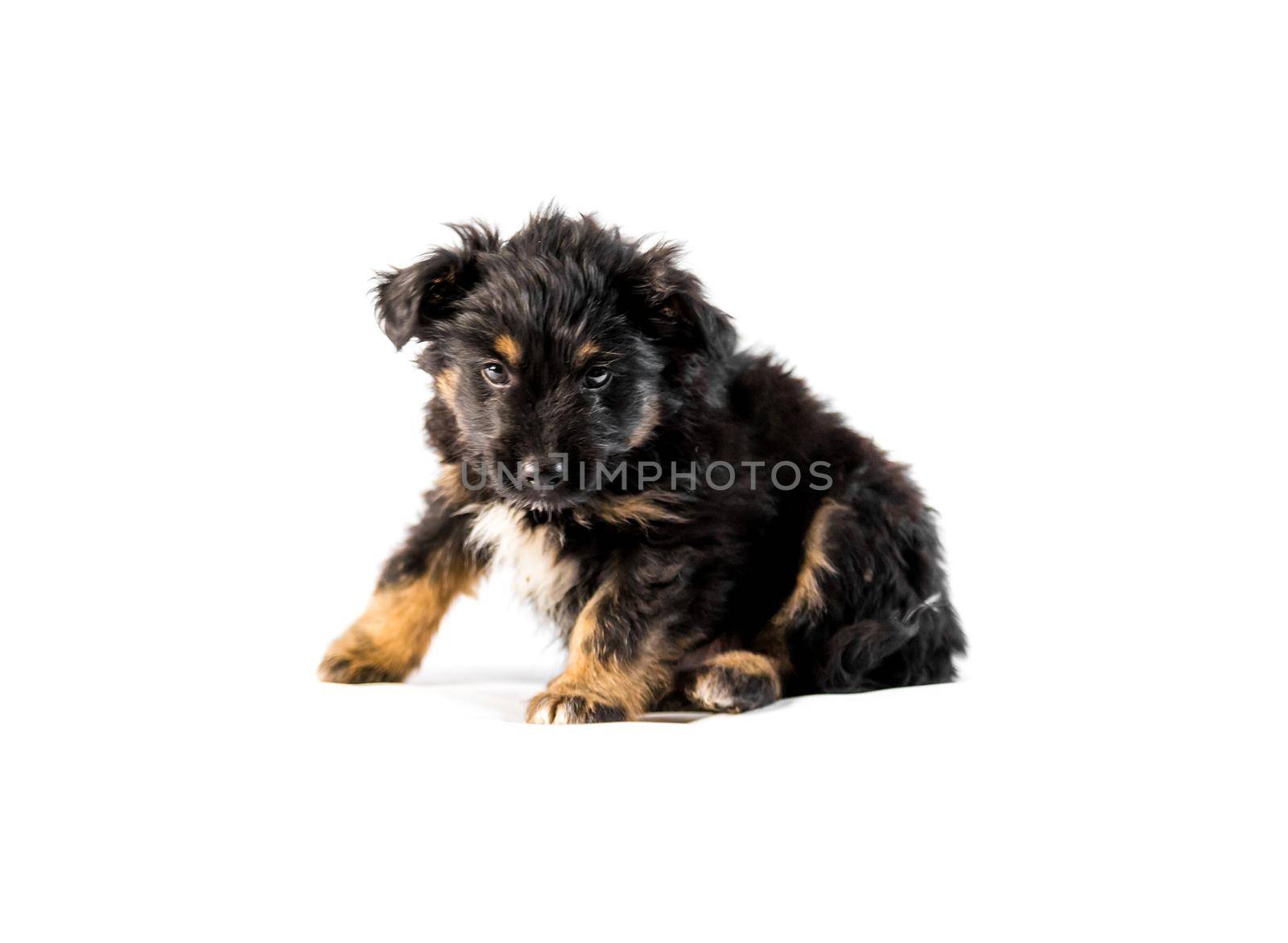 Cute german shepherd puppy isolated on white background