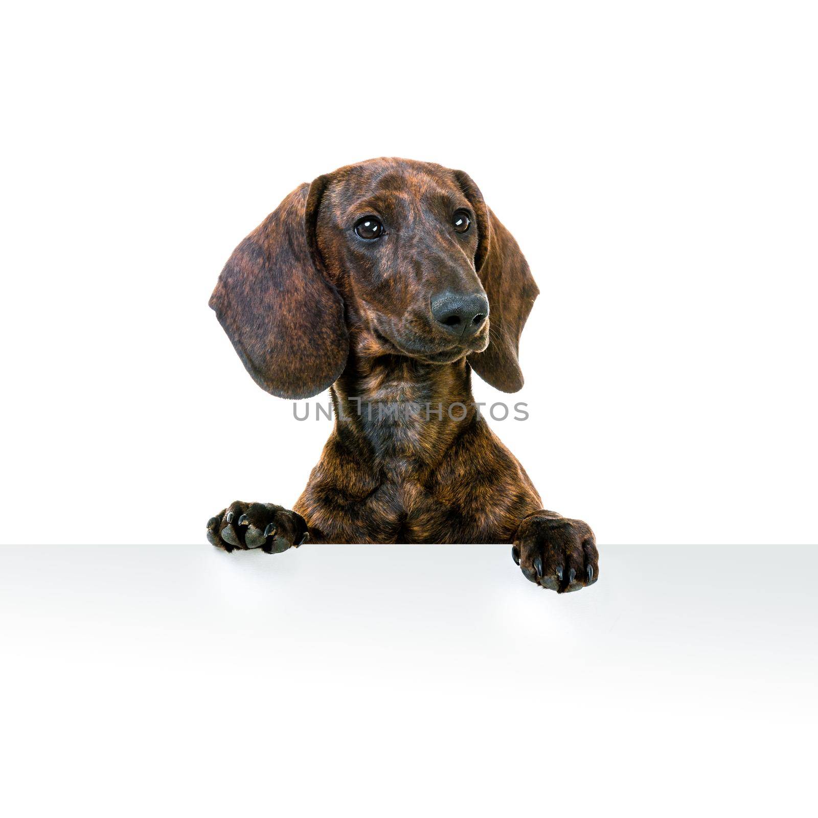 Dachshund With Blank Sign on white