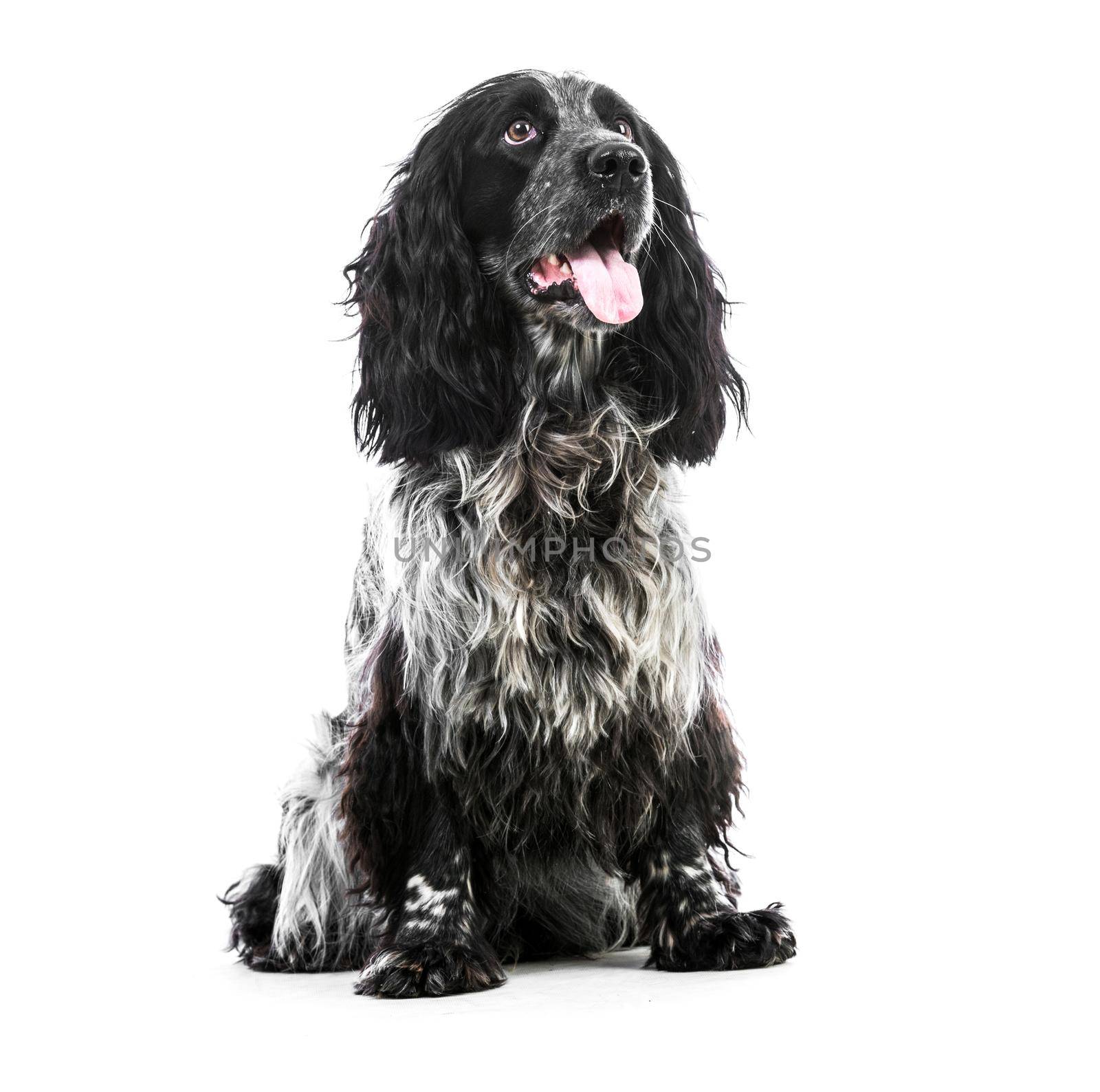 Cocker Spaniel puppy dog isolated on a white background