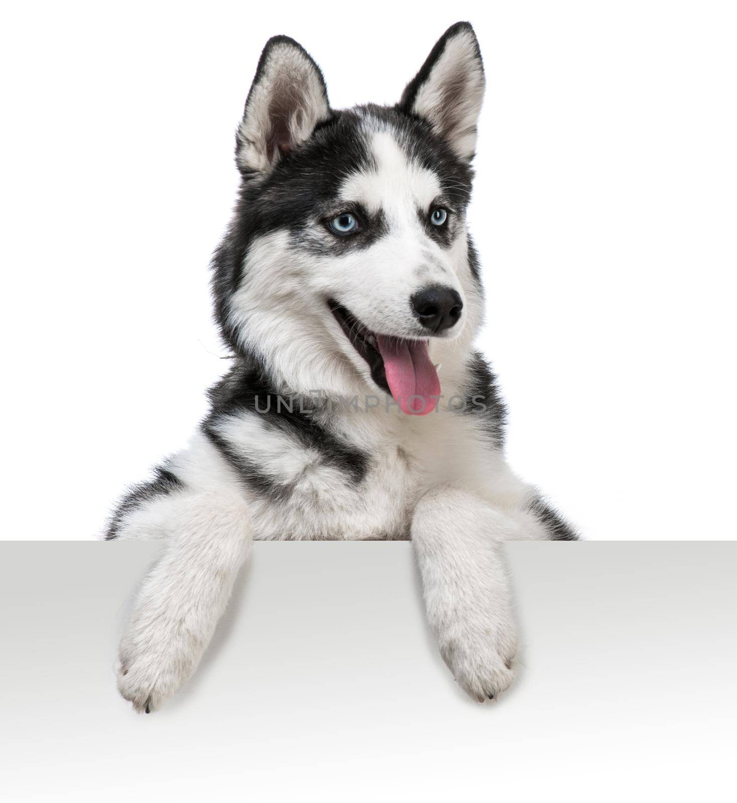 Happy husky dog portrait above white banner. isolated on white