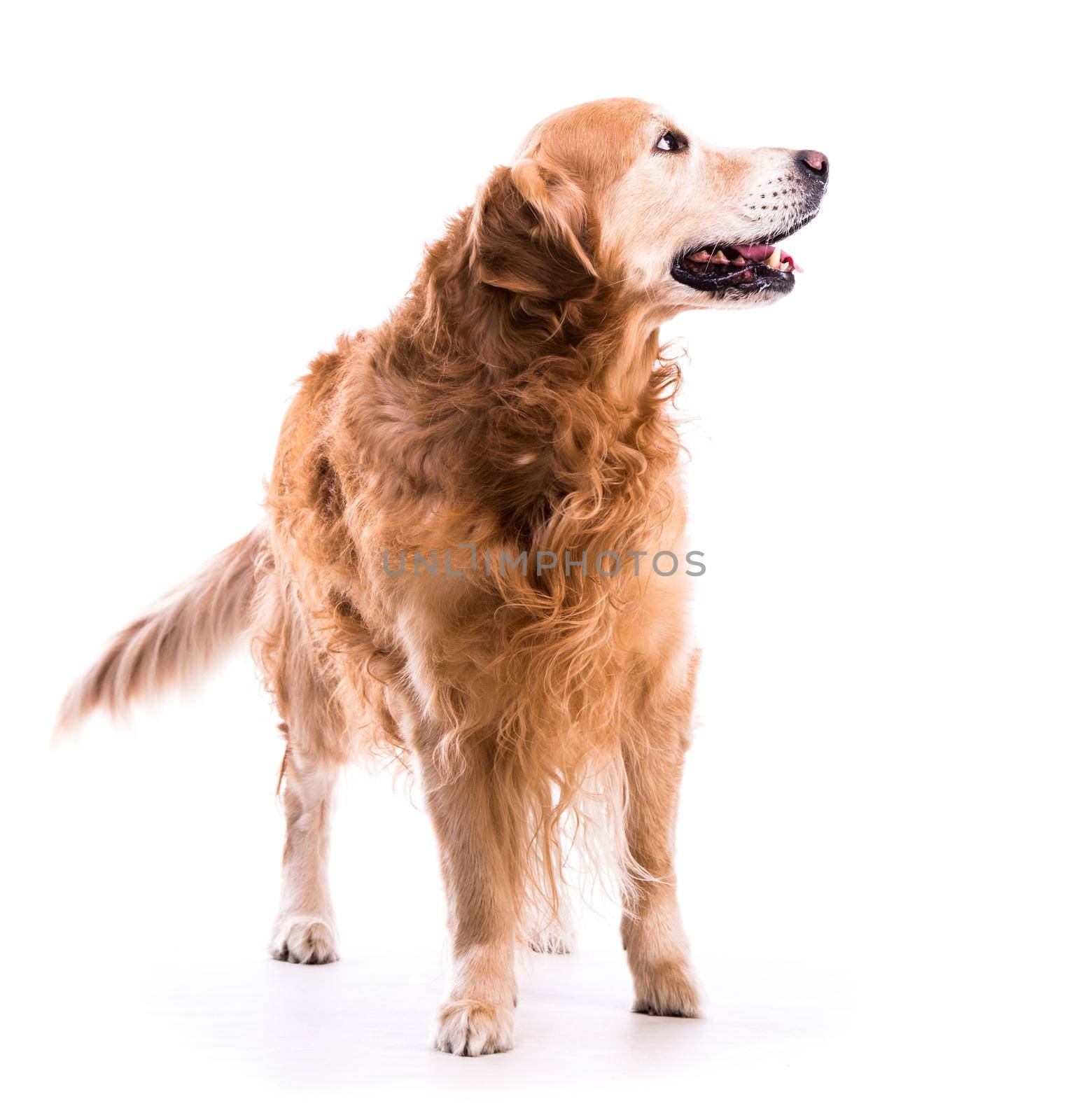 Golden retriever dog posing in studio by tan4ikk1