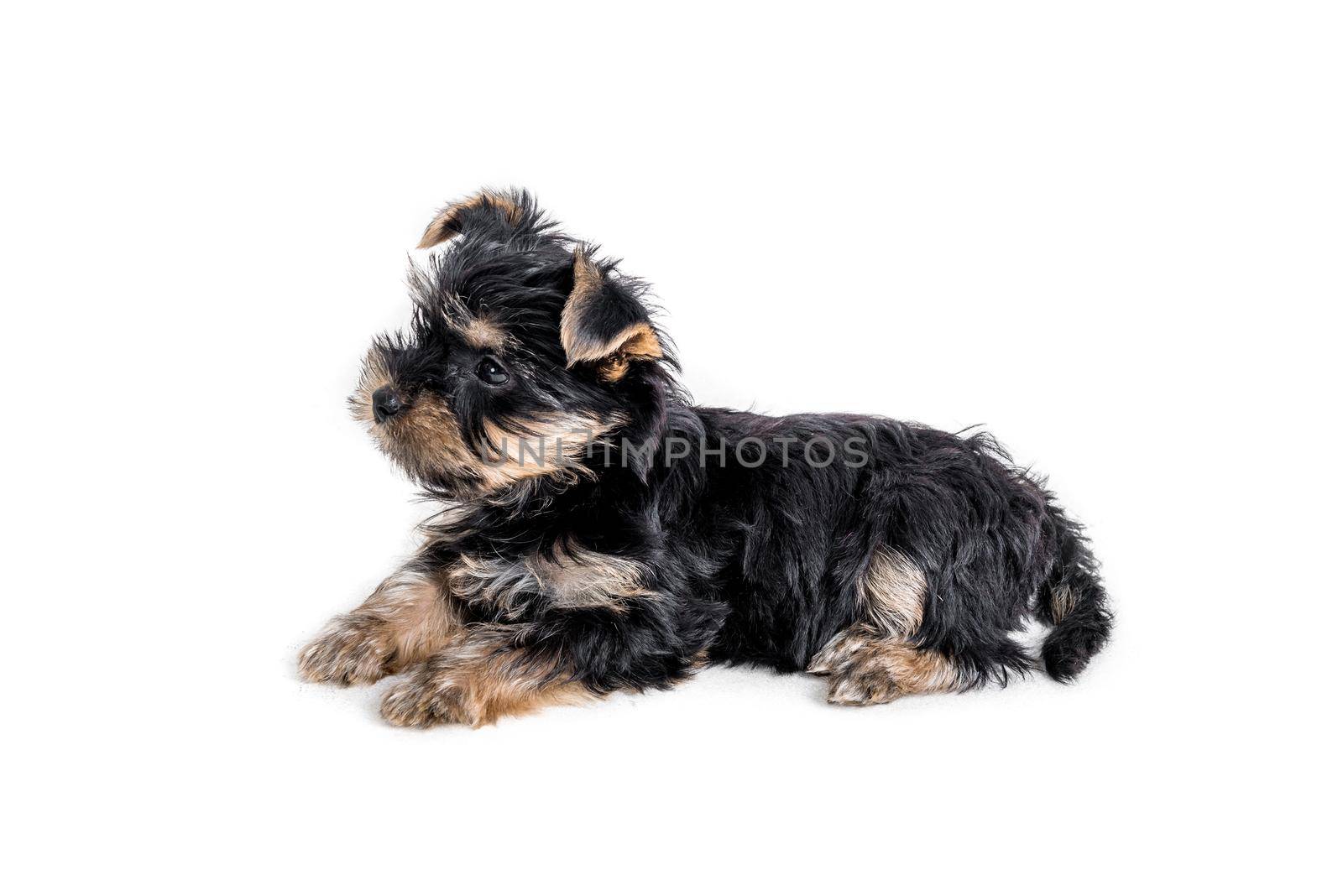 puppy york isolated on white by tan4ikk1