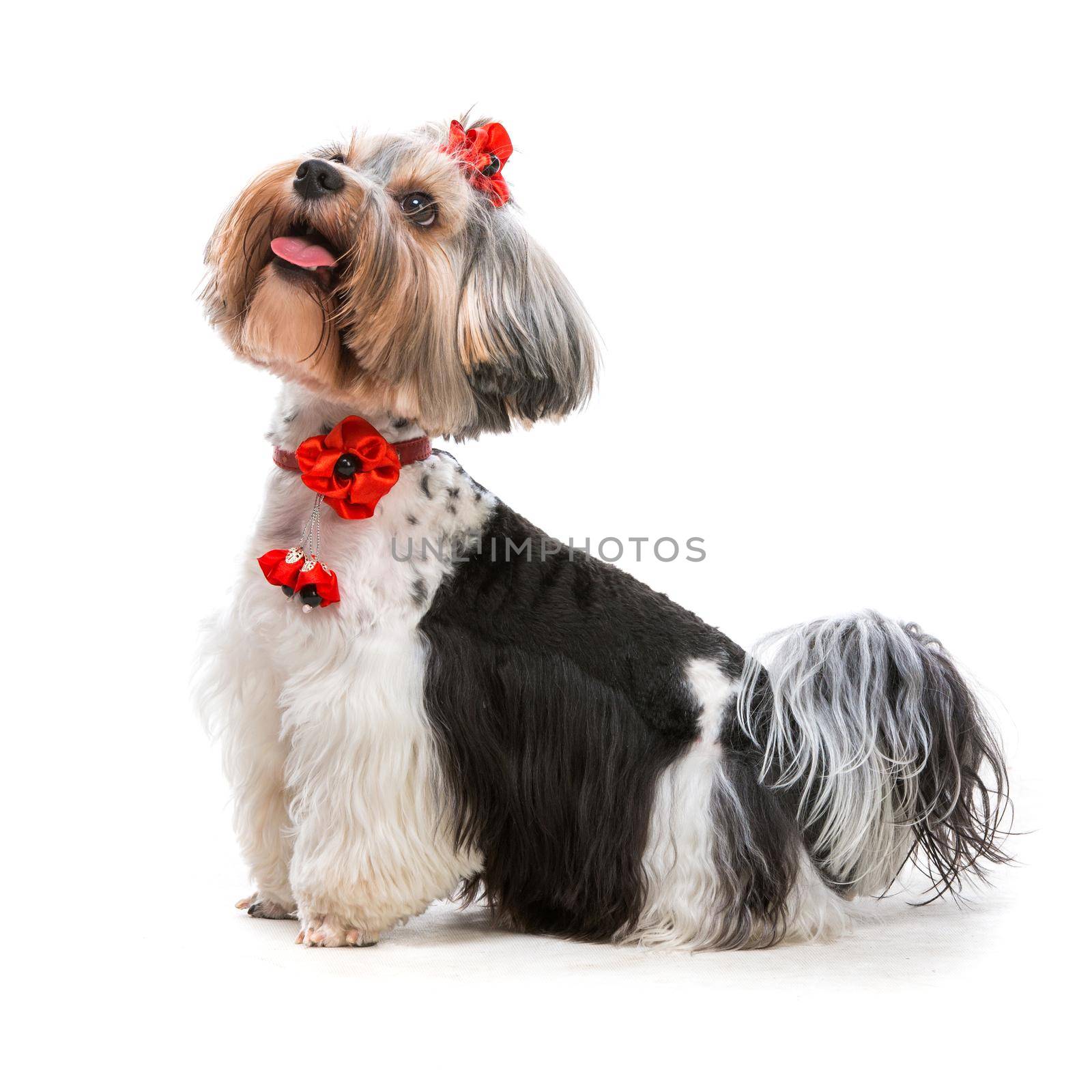 Lovely male of the Yorkshire Terrier on white