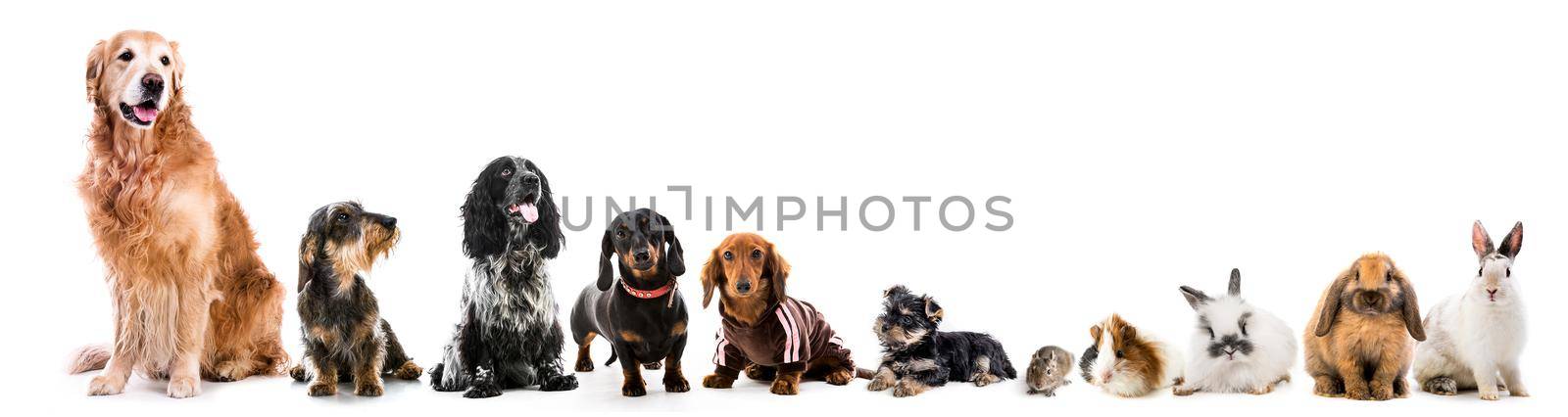 Collage of different domestic pets isolated on white background