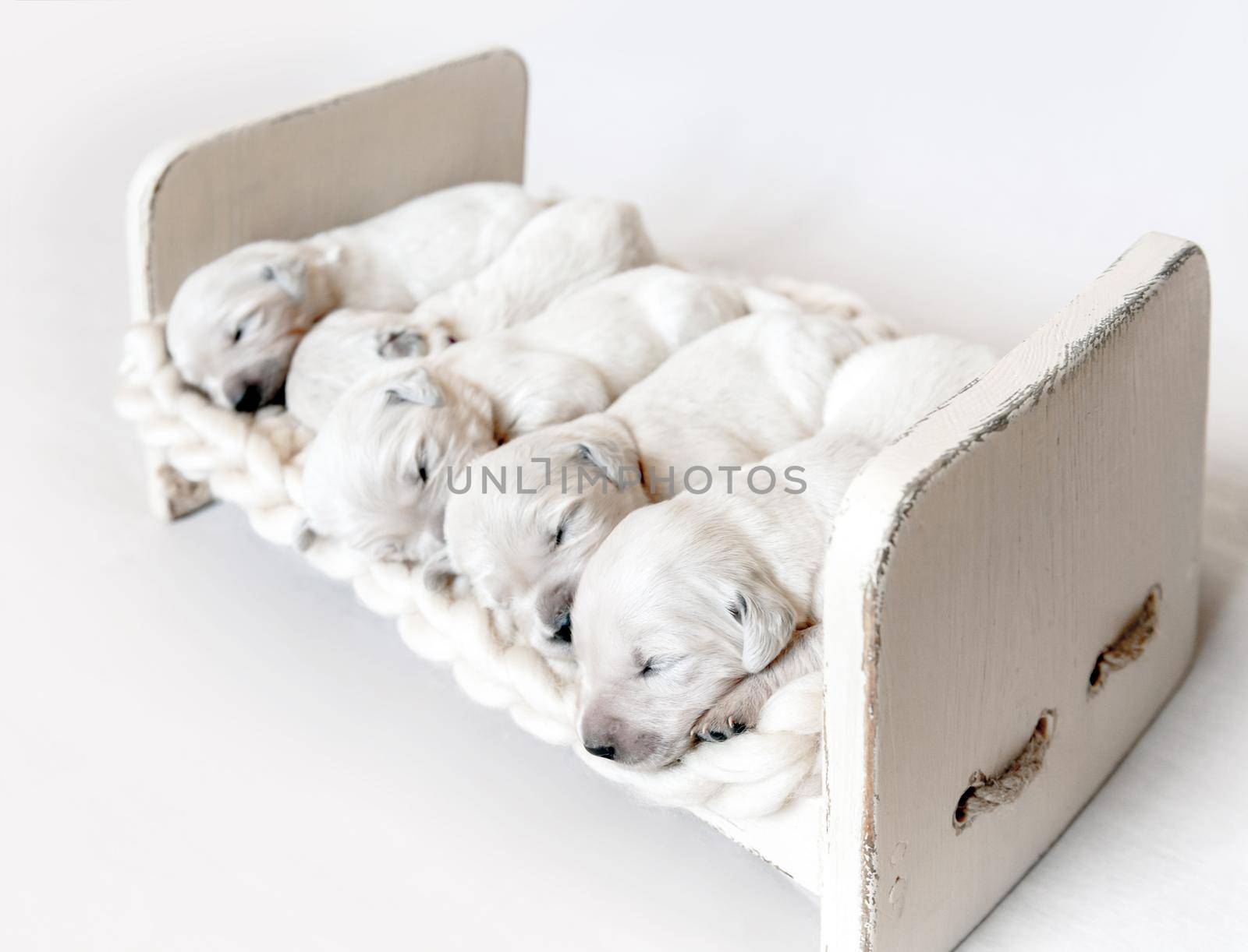 Side view of five cute newborn golden retriever puppies sleeping in the small wooden bed with woolen blanket on the light background