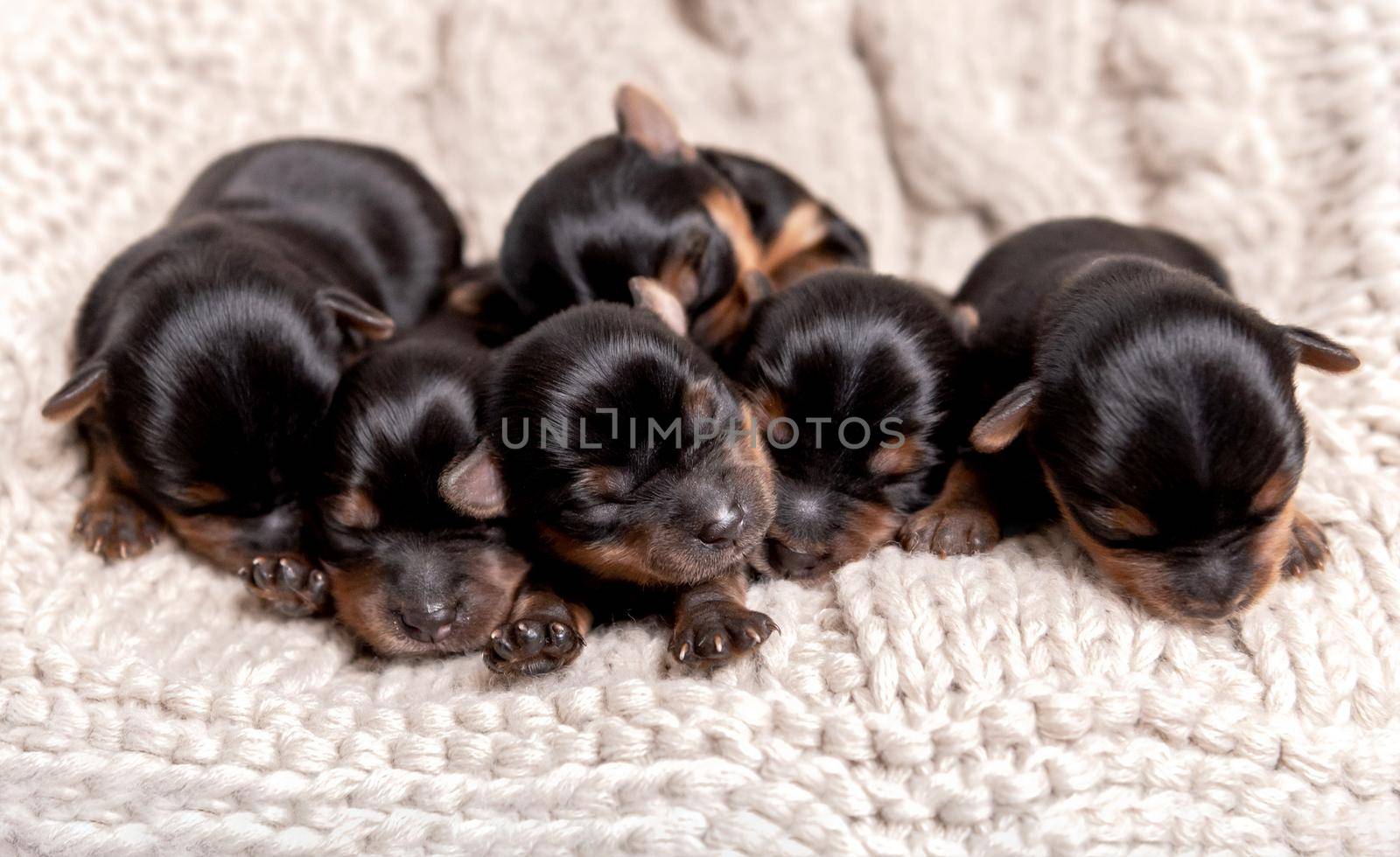 Little black york breed puppies sweetly sleeping on light blanket