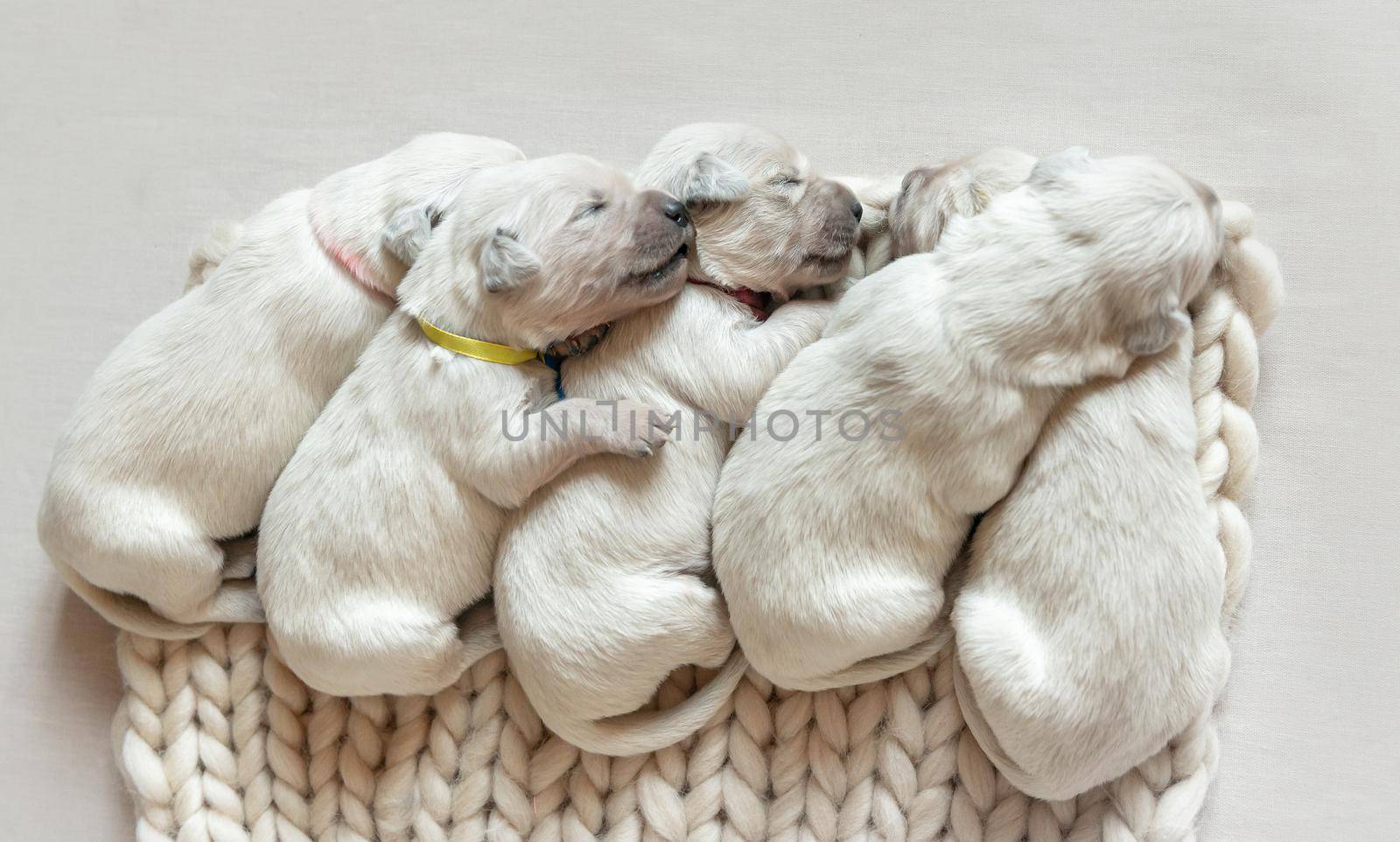 Five cute newborn golden retriever puppies sleeping on the wooden place with woolen blanket on light background